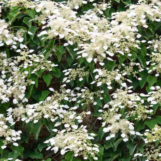 Hydrangea anomala, Climbing Hydrangea