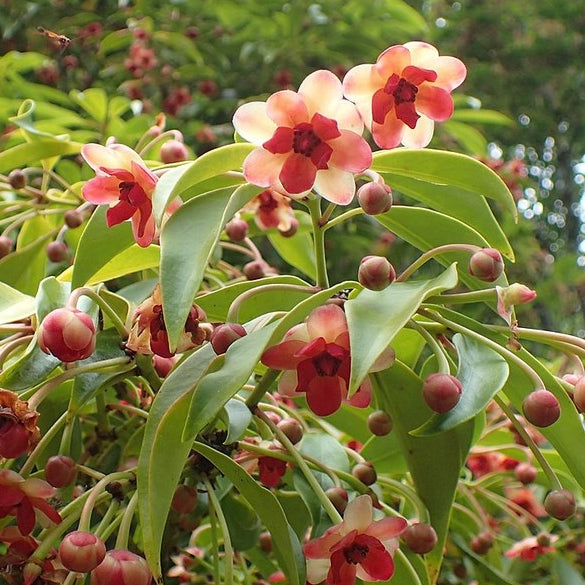 Illicium henryi, commonly known as Henry Anise Tree