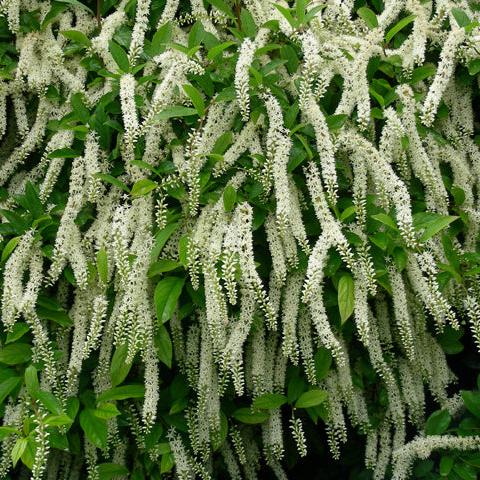 Itea virginica, Virginia Sweetspire.