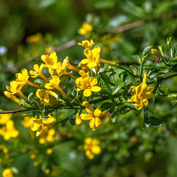 Jasminum parkeri