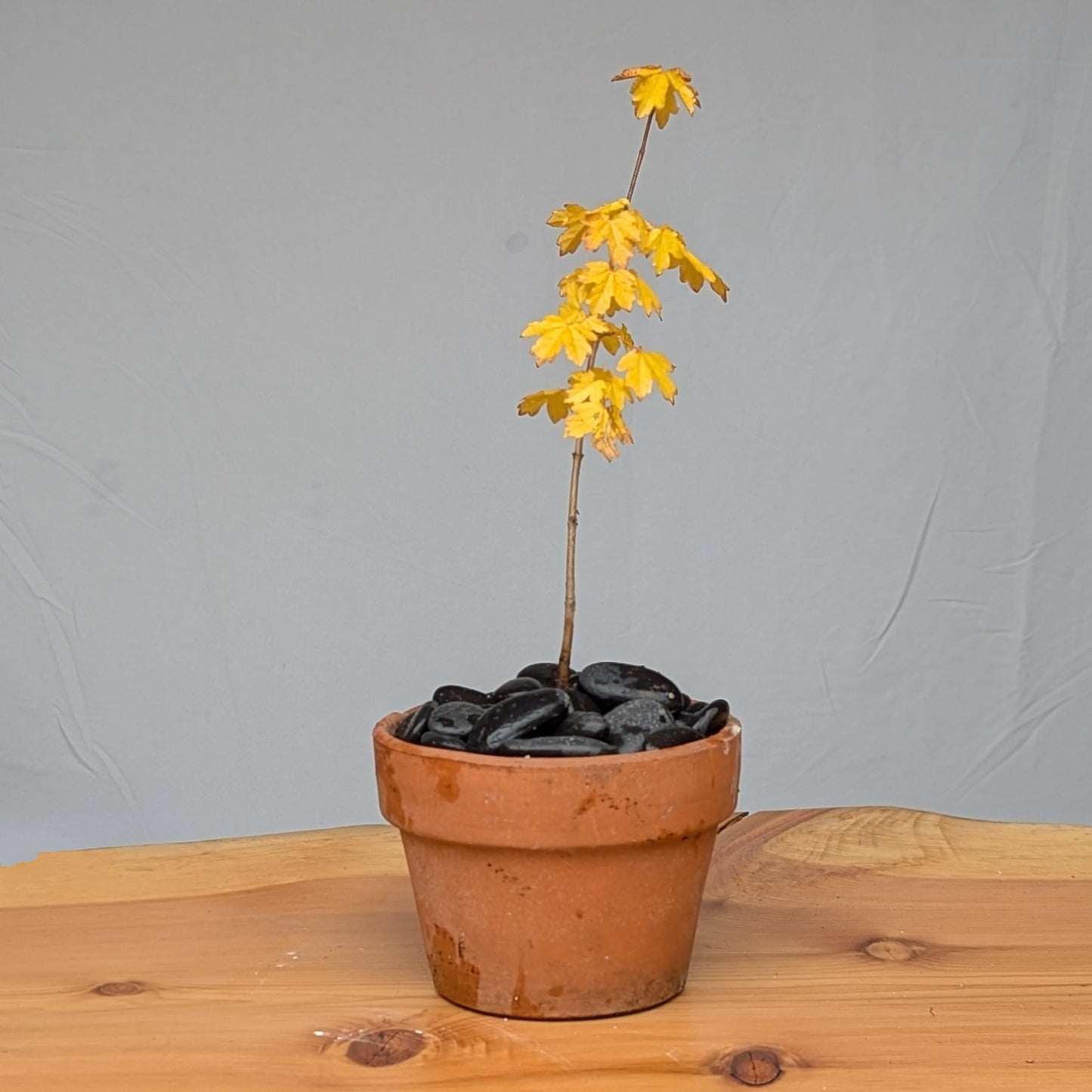 Acer campestre, Field Maple