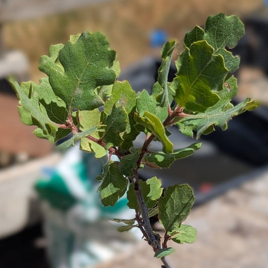 Blue Oak, Quercus douglasii
