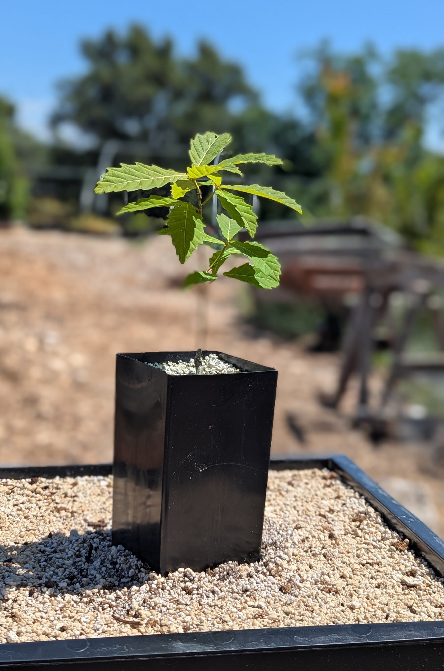 Mongolian Oak, Quercus mongolica.