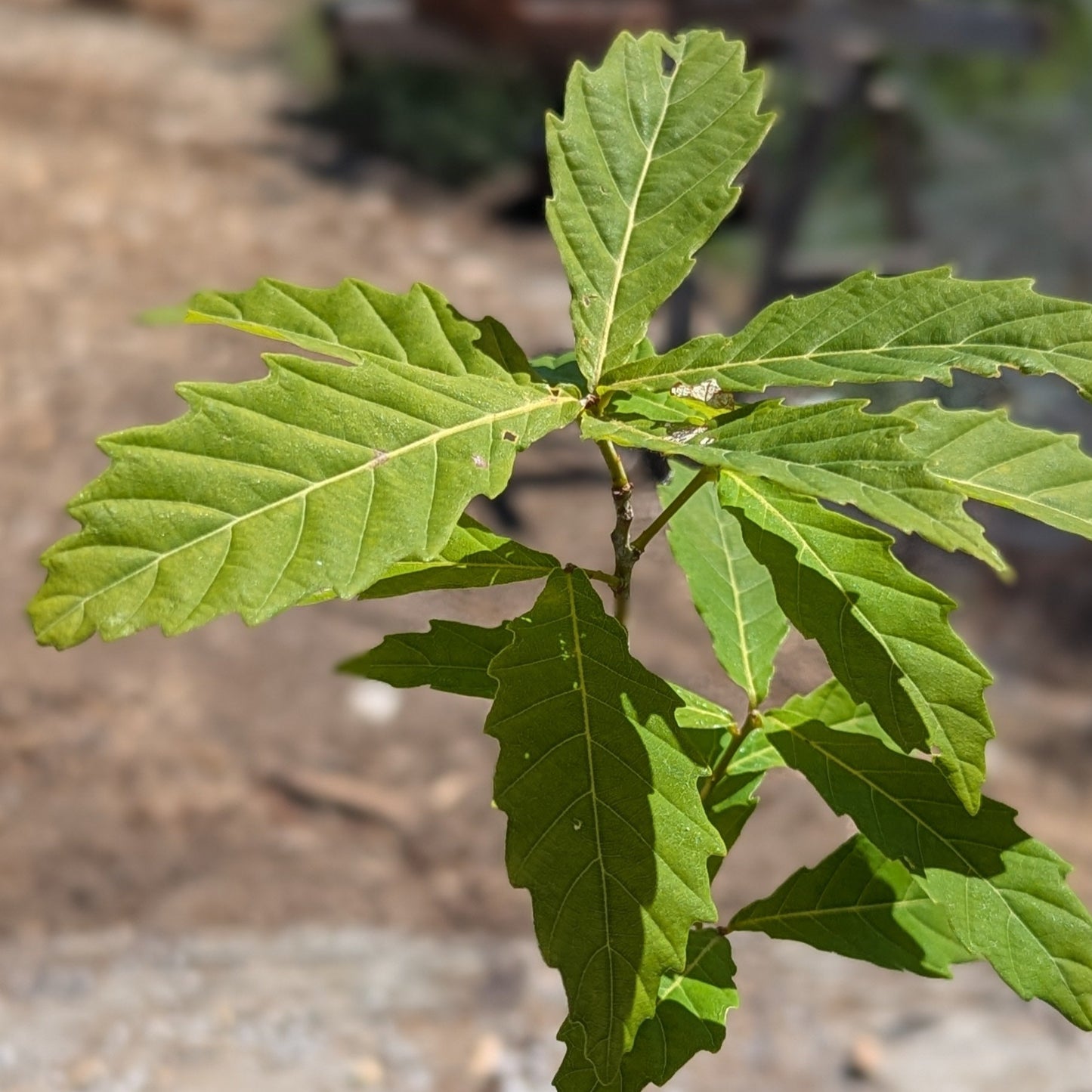 Mongolian Oak, Quercus mongolica.