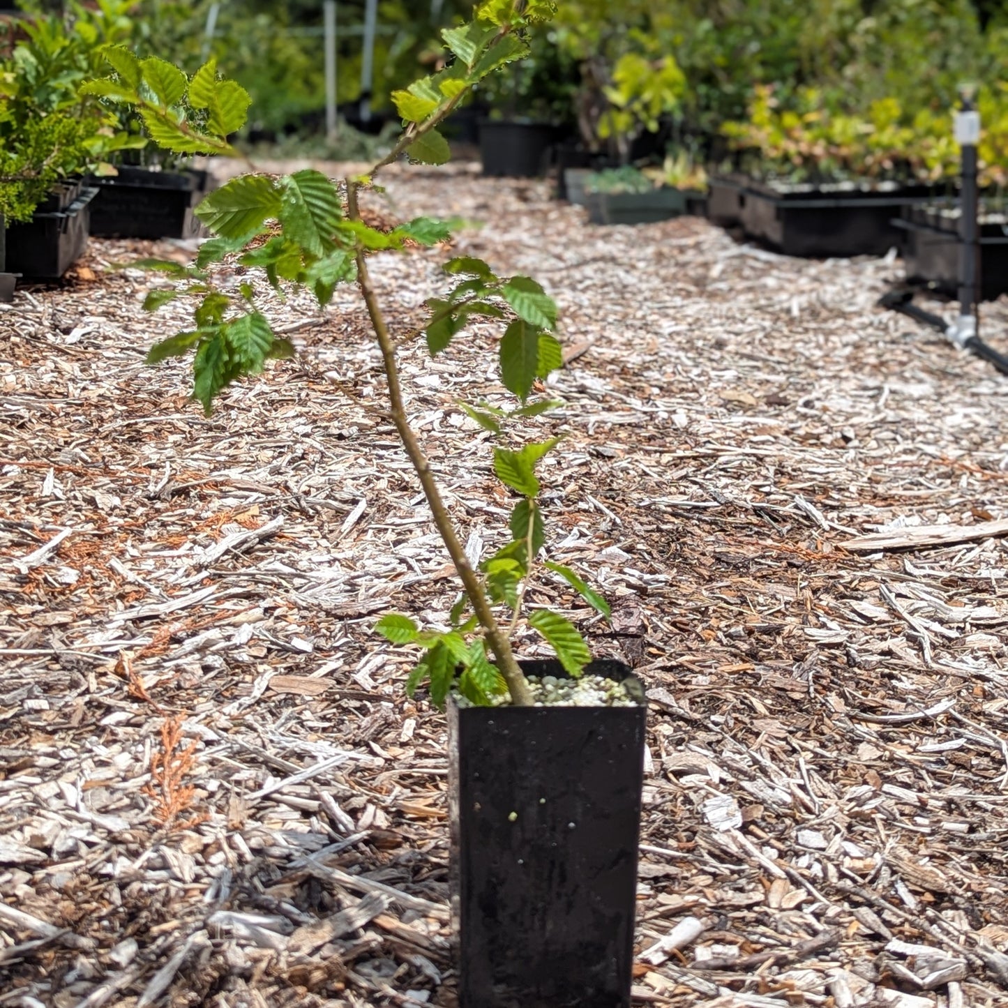 Carpinus betulus, European Hornbeam