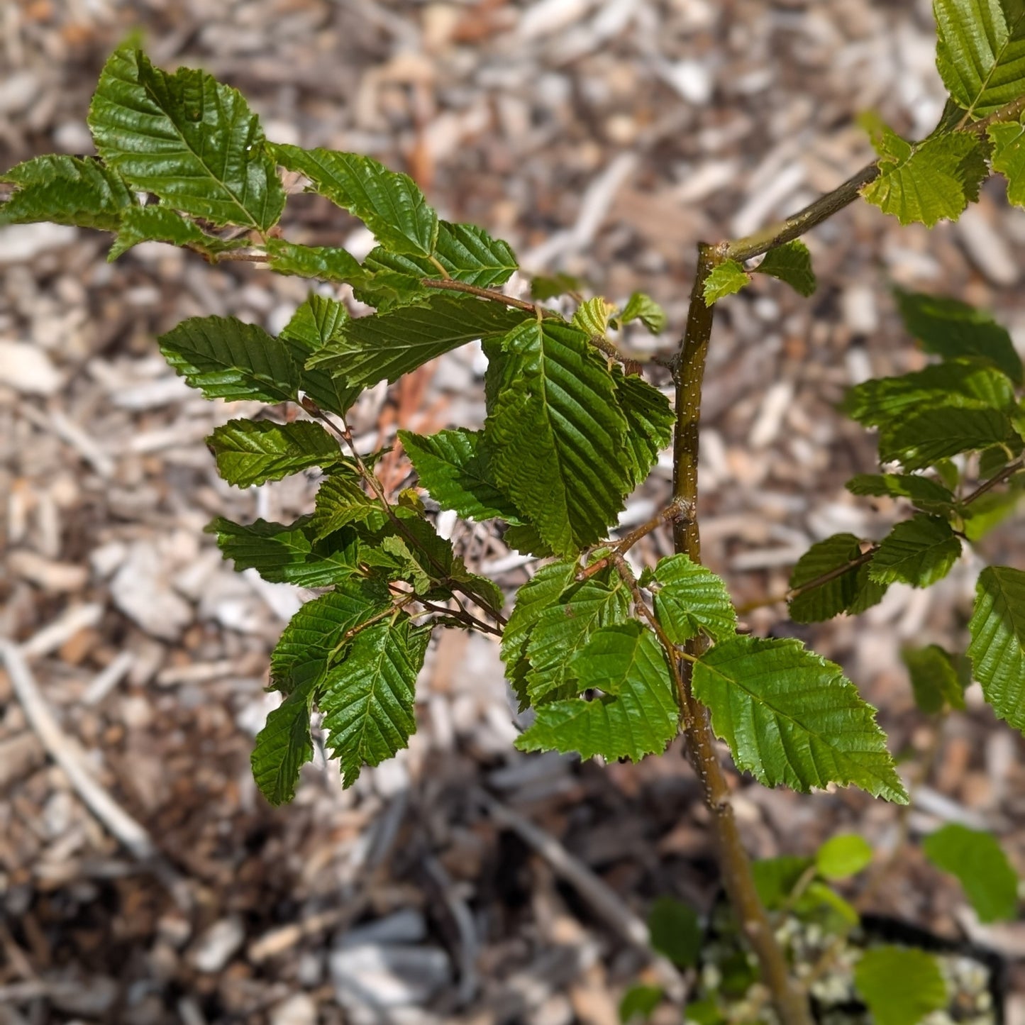 Carpinus betulus, European Hornbeam