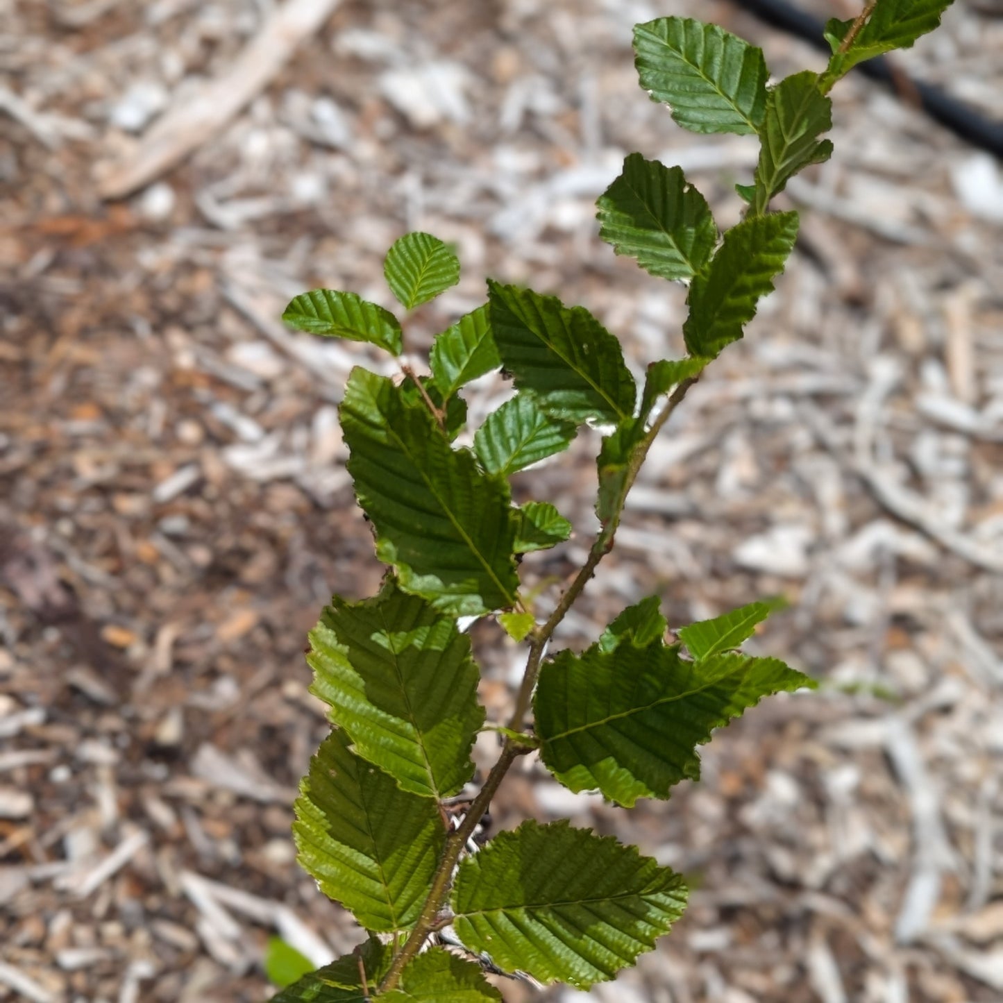Carpinus betulus, European Hornbeam
