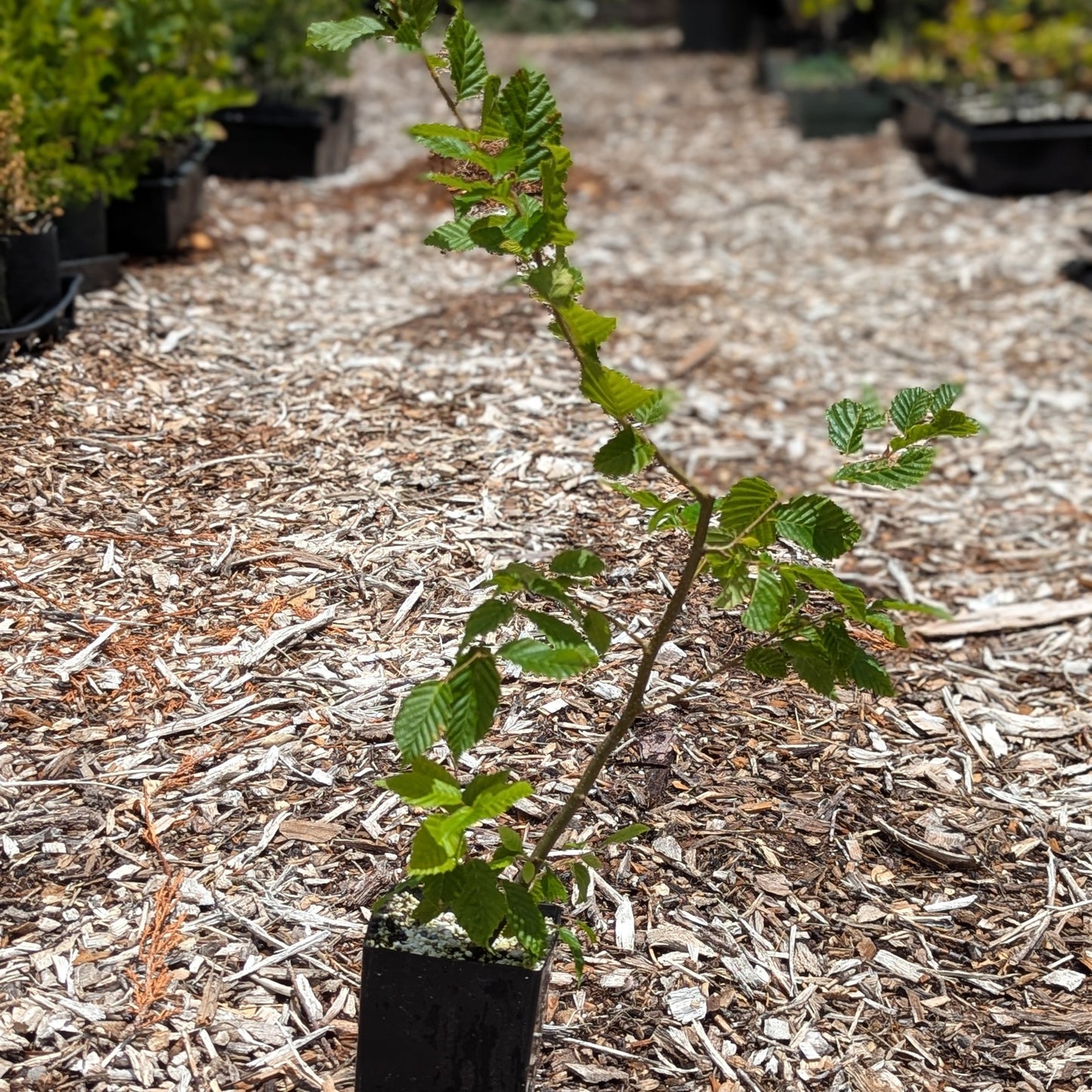 Carpinus betulus, European Hornbeam