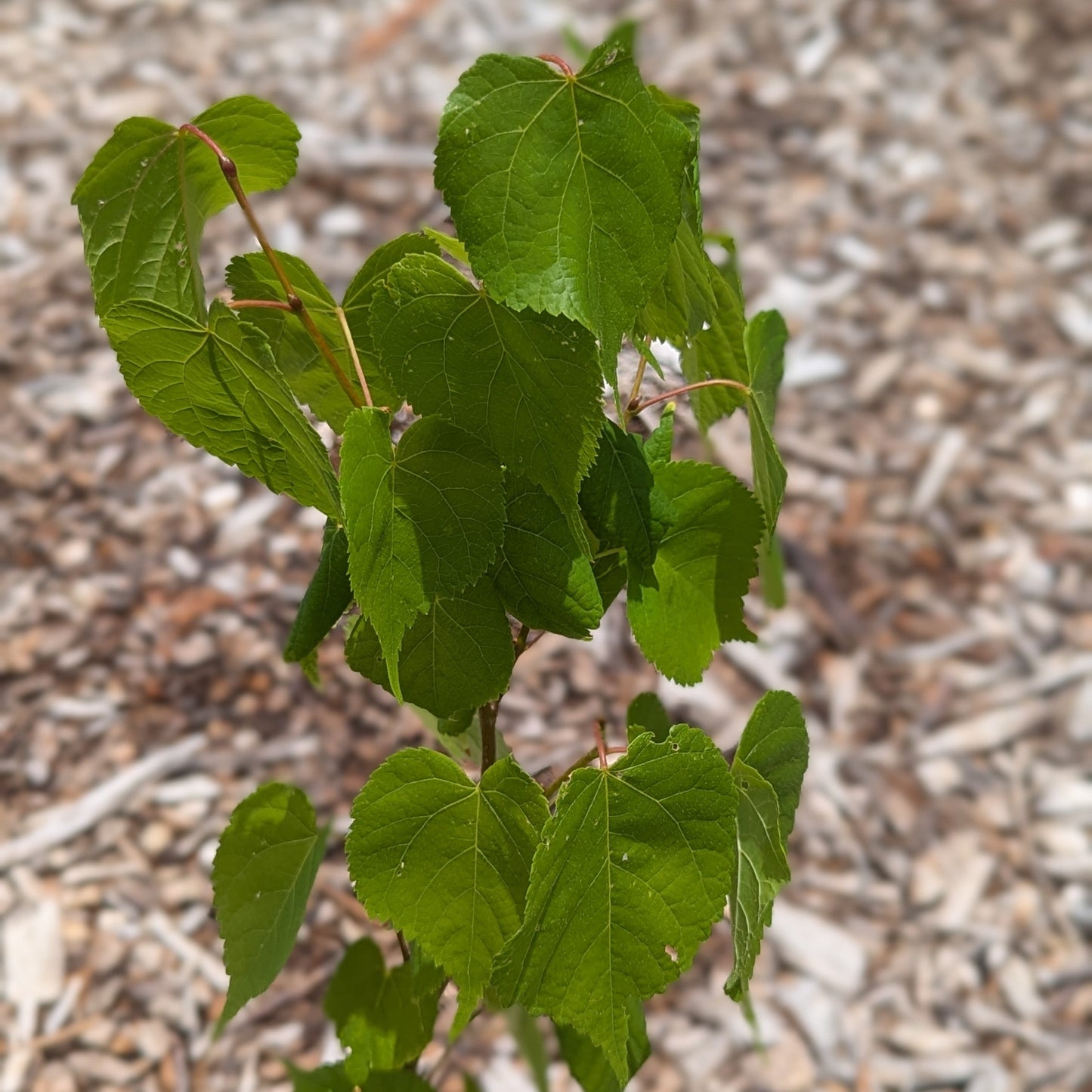 Tilia Cordata, Little Leaf Linden