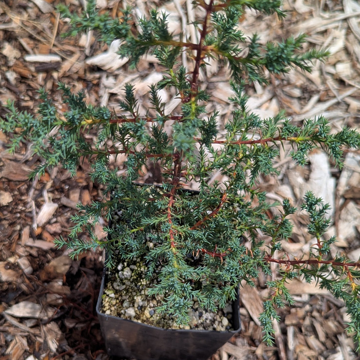 Tacate Cypress, Hesperocyparis forbesii