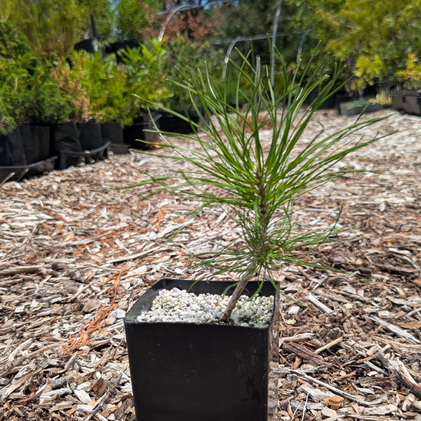 Pinus sylvestris, Scots pine