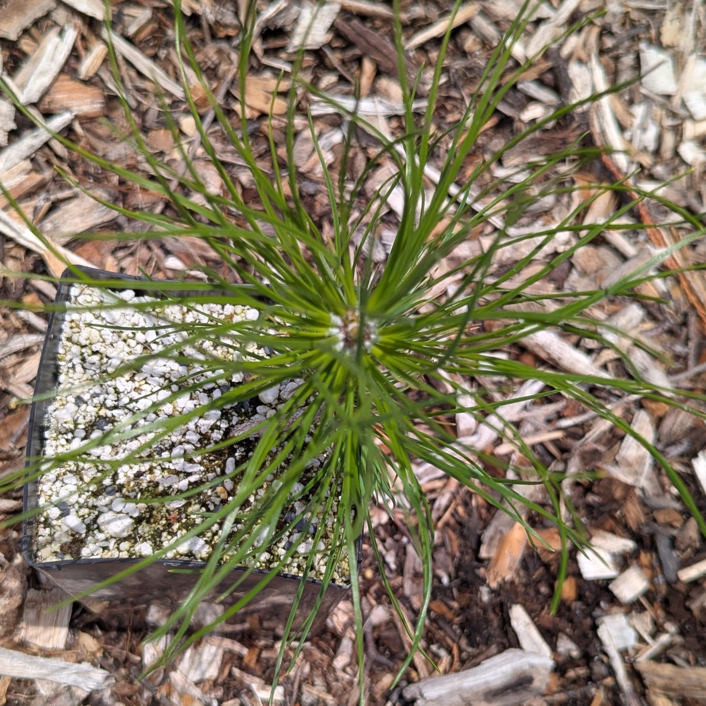 Pinus sylvestris, Scots pine