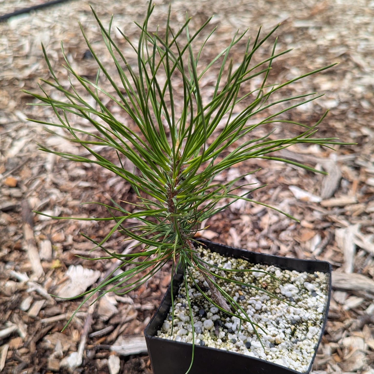 Pinus sylvestris, Scots pine