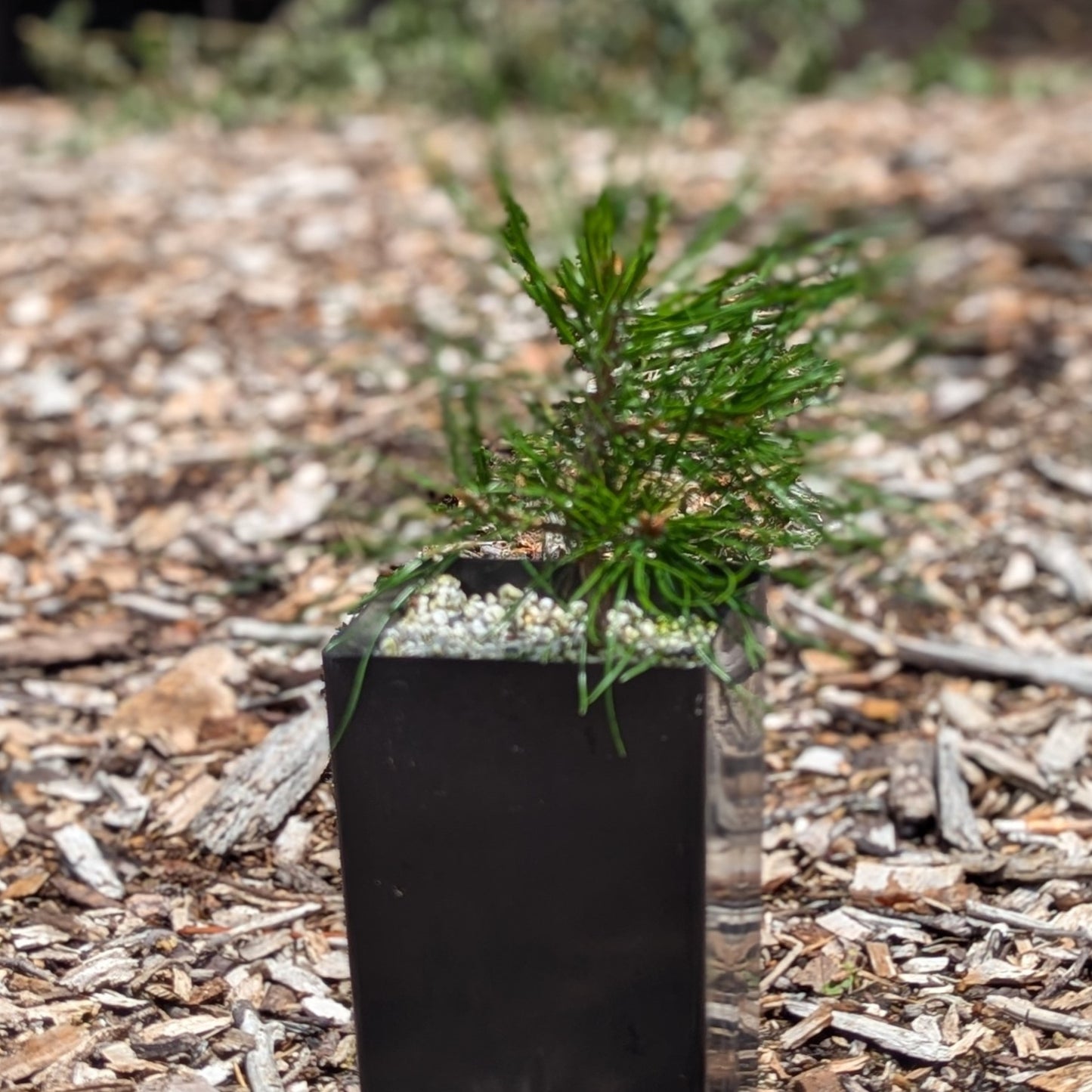 Pinus sylvestris, Scots pine