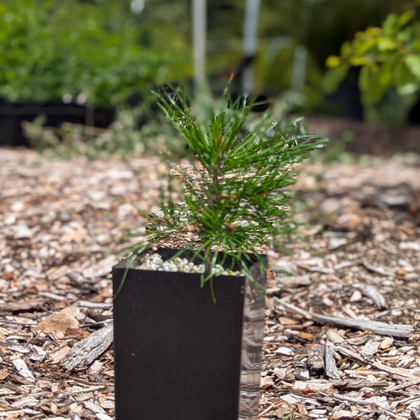 Pinus sylvestris, Scots pine