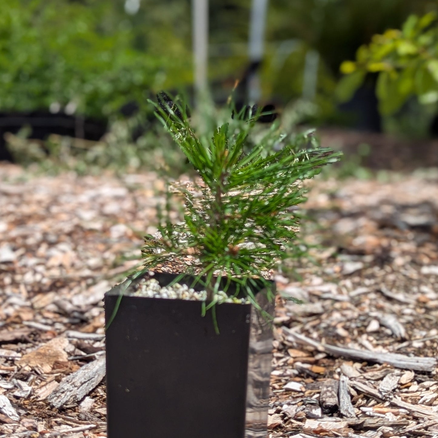 Pinus nigra, European Black Pine