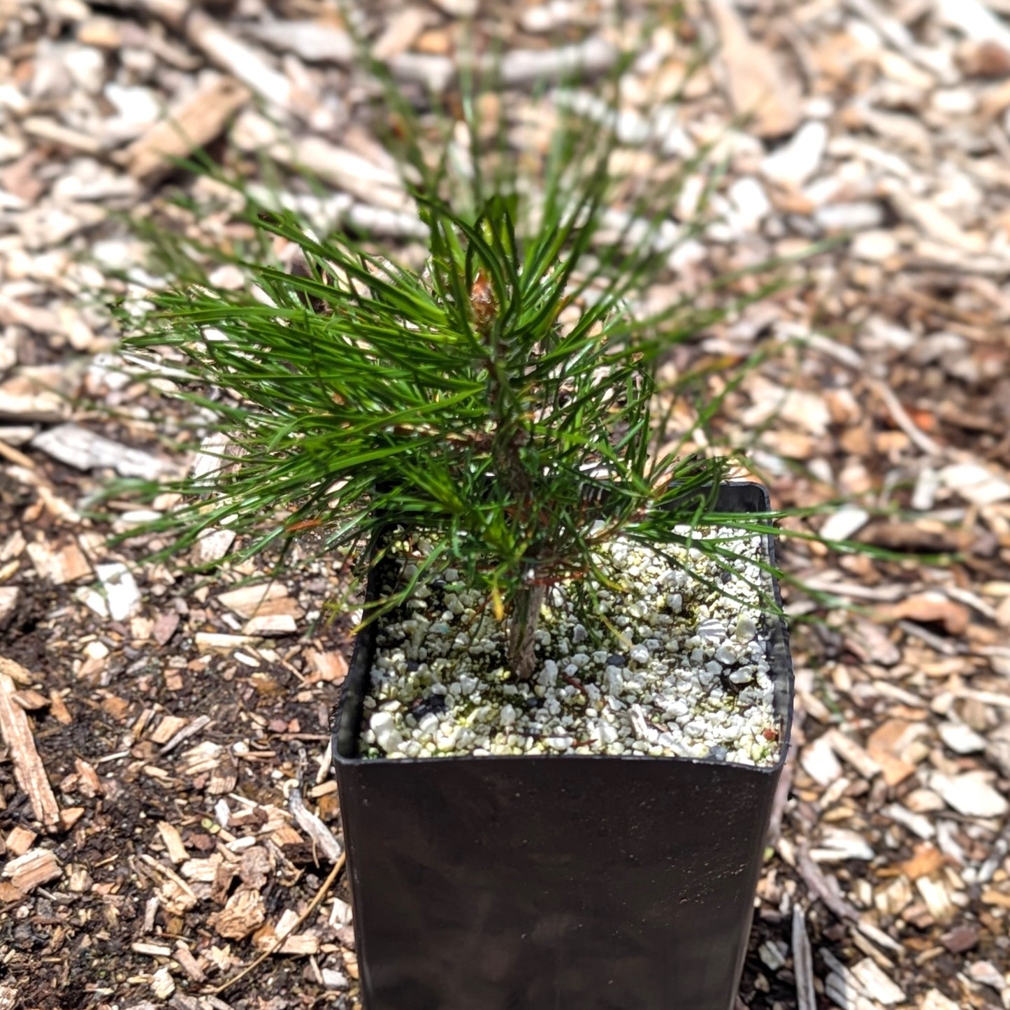 Pinus sylvestris, Scots pine