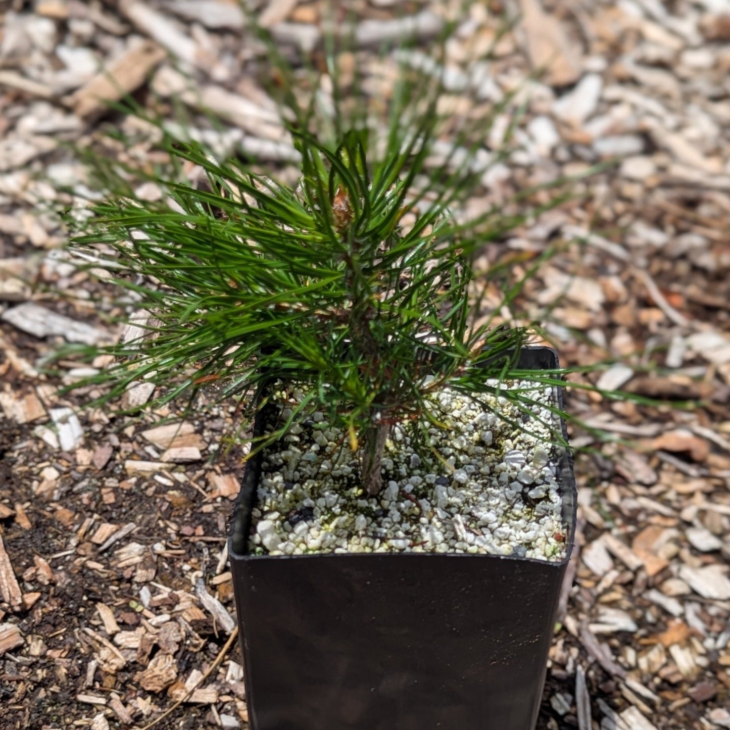 Pinus nigra, European Black Pine