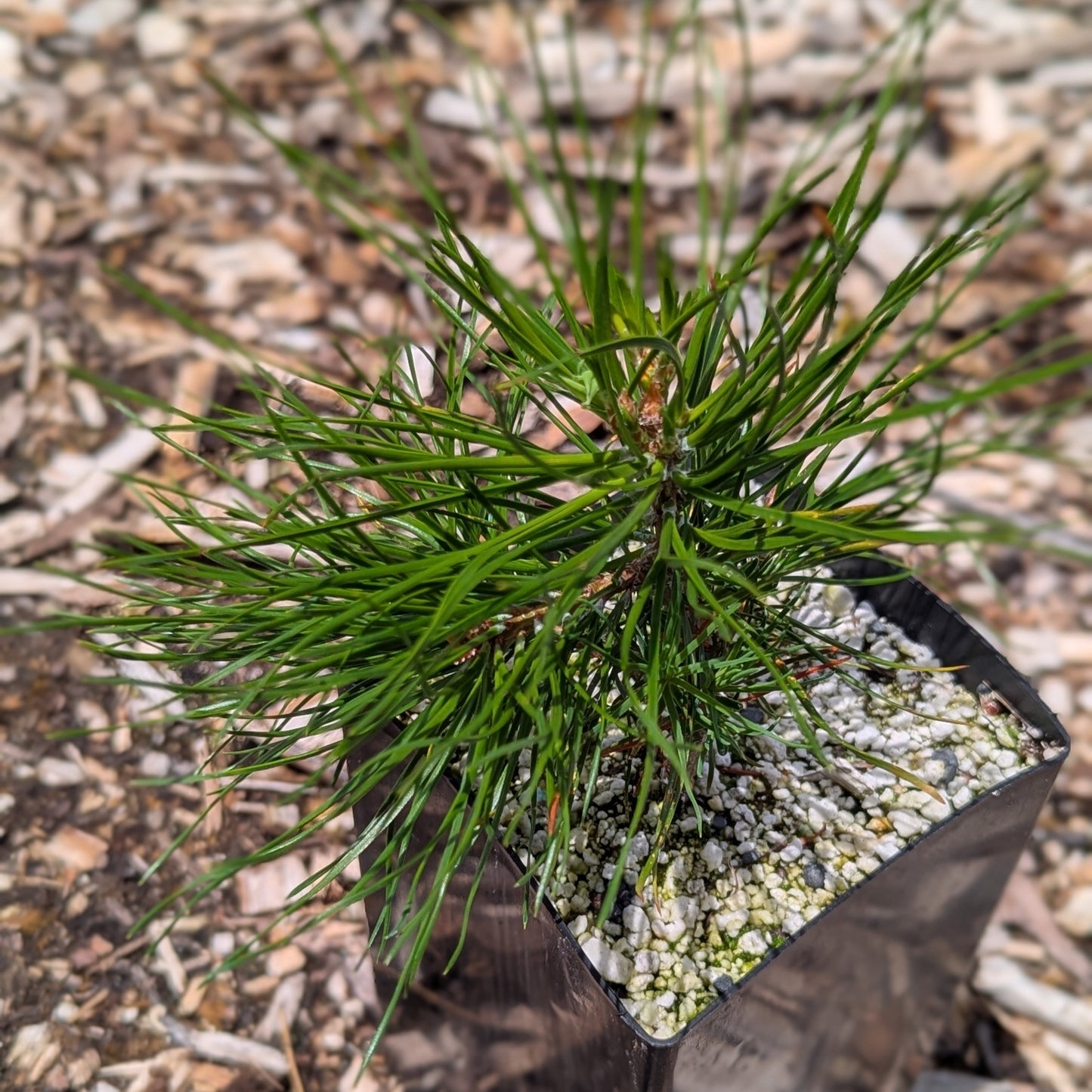 Pinus sylvestris, Scots pine
