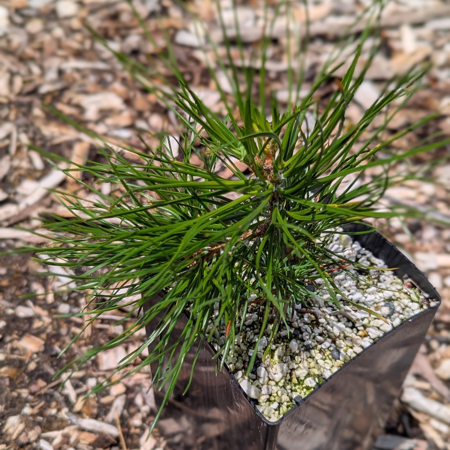Pinus nigra, European Black Pine