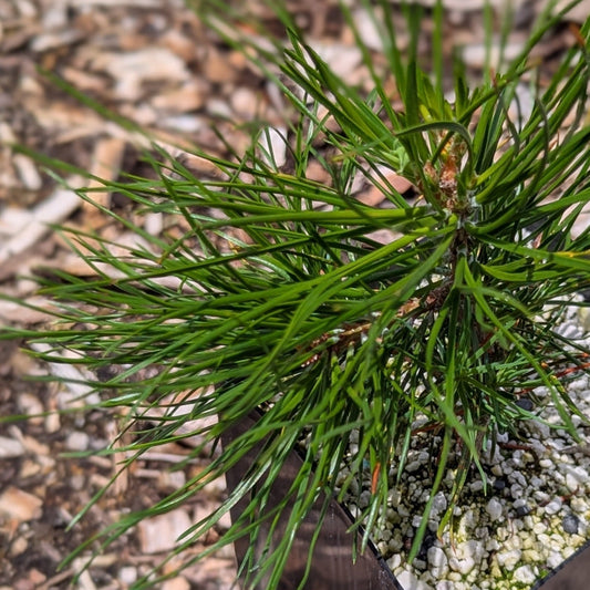 Pinus nigra, European Black Pine