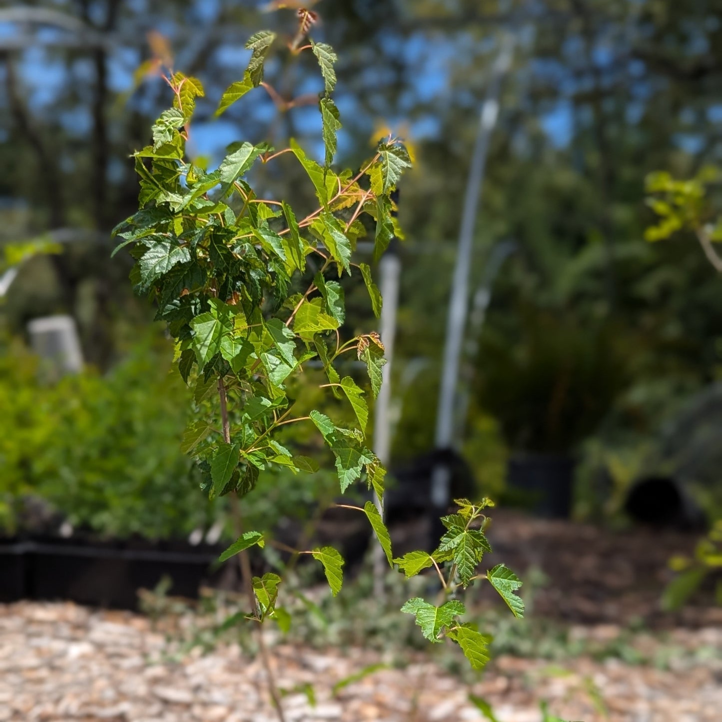 Tartar Maple