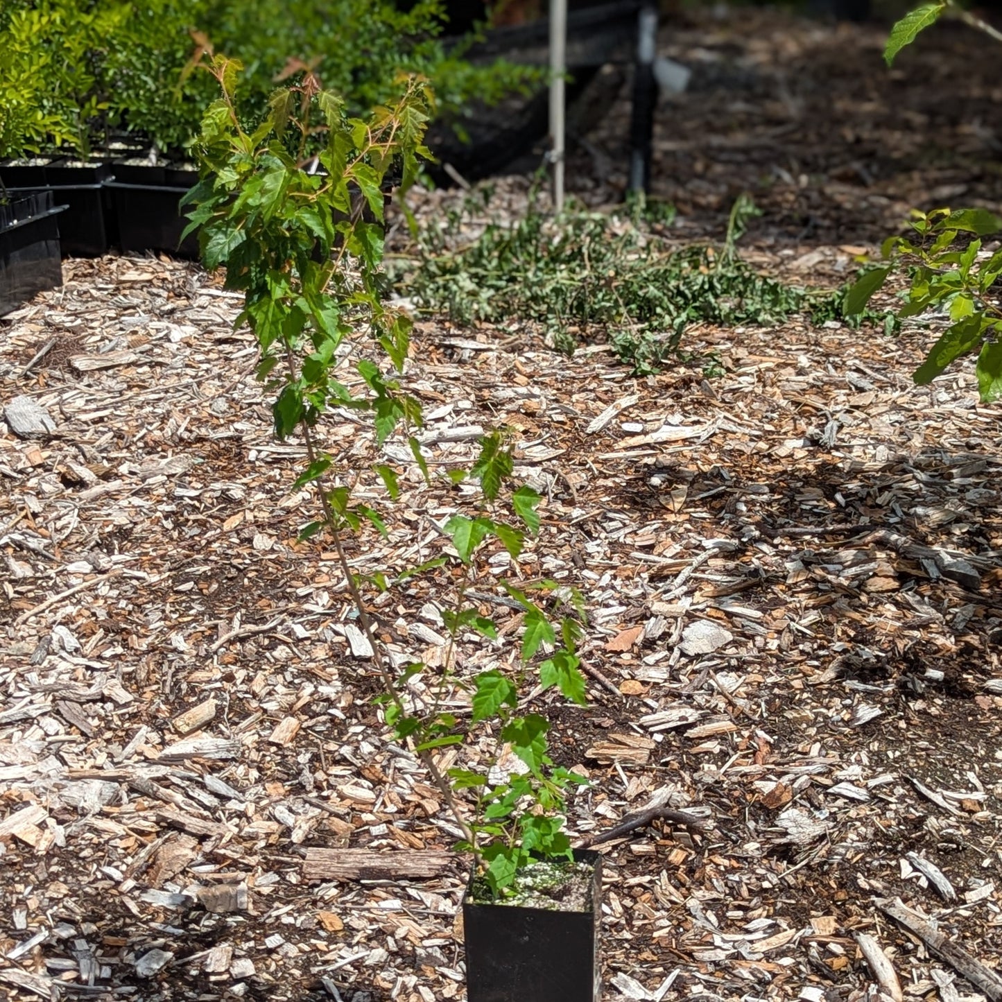 Tartar Maple