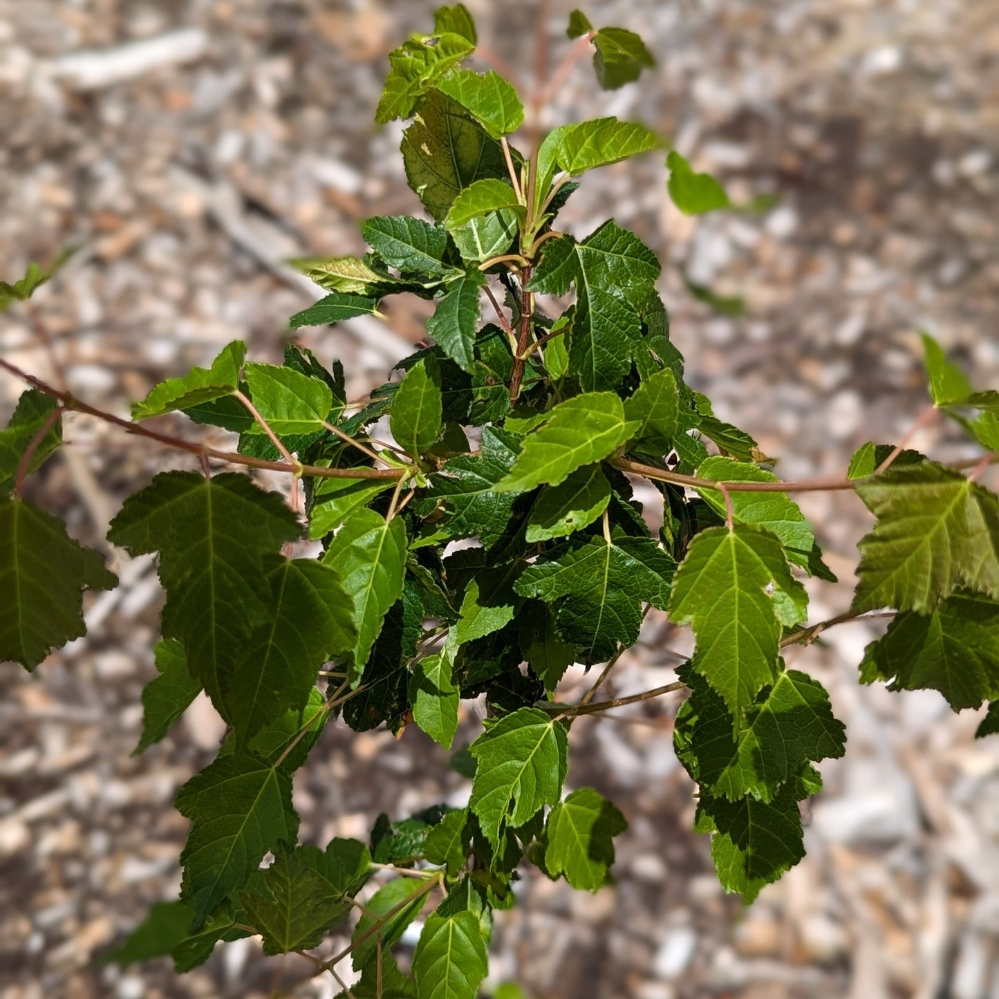 Tartar Maple