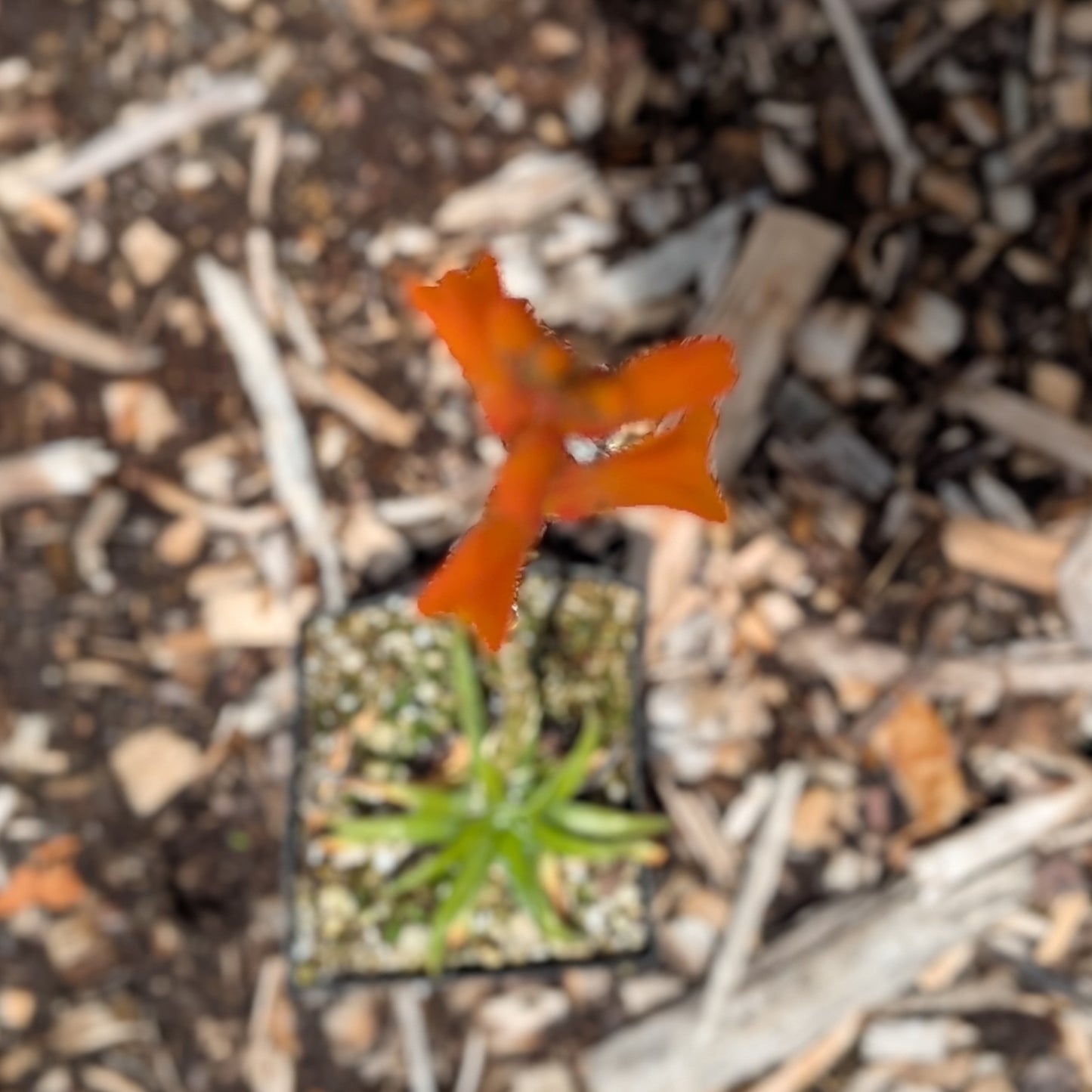 Dyckia rariflora