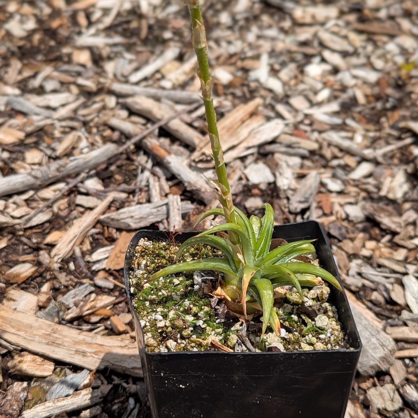 Dyckia rariflora