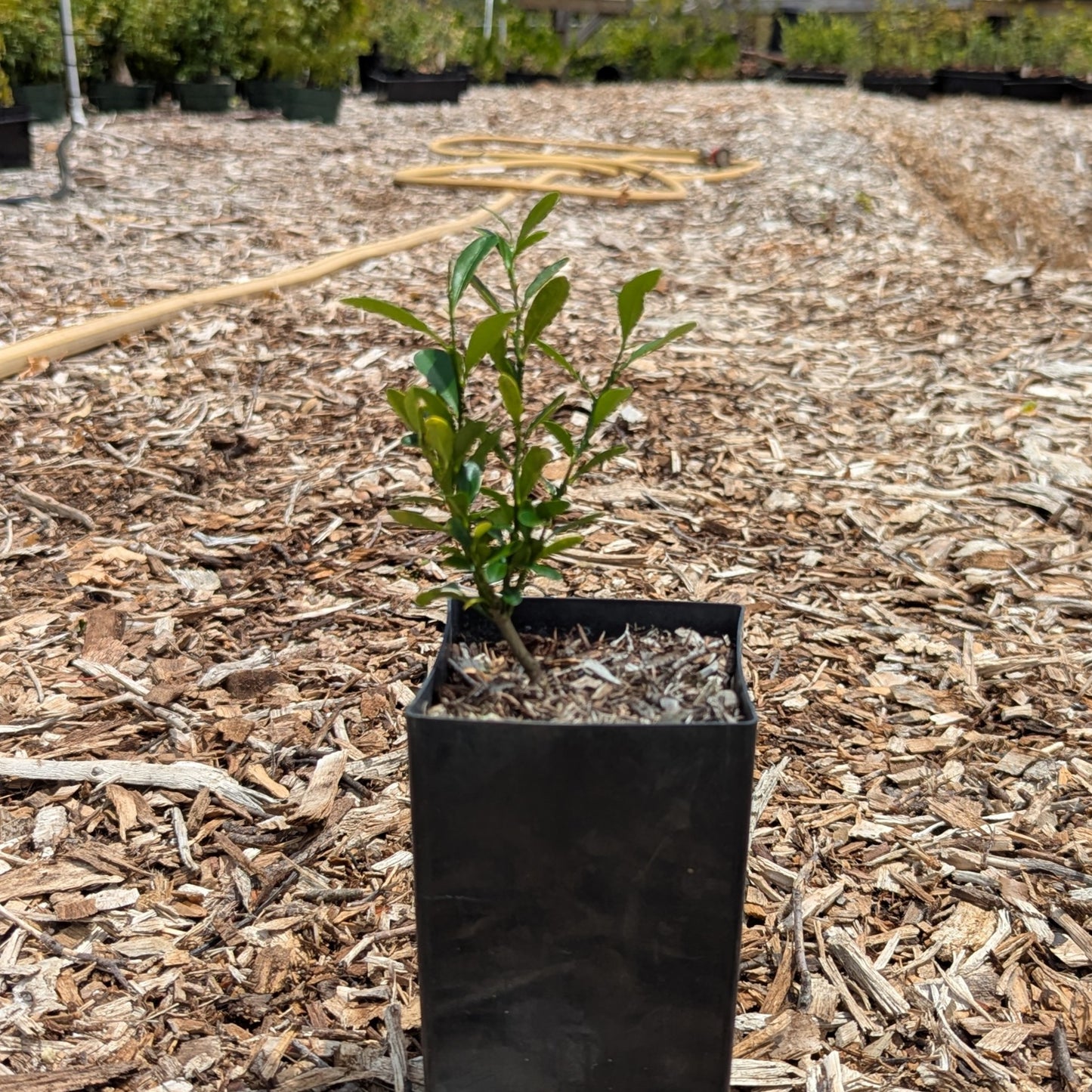 Fortunella hindsii, Pea Kumquat