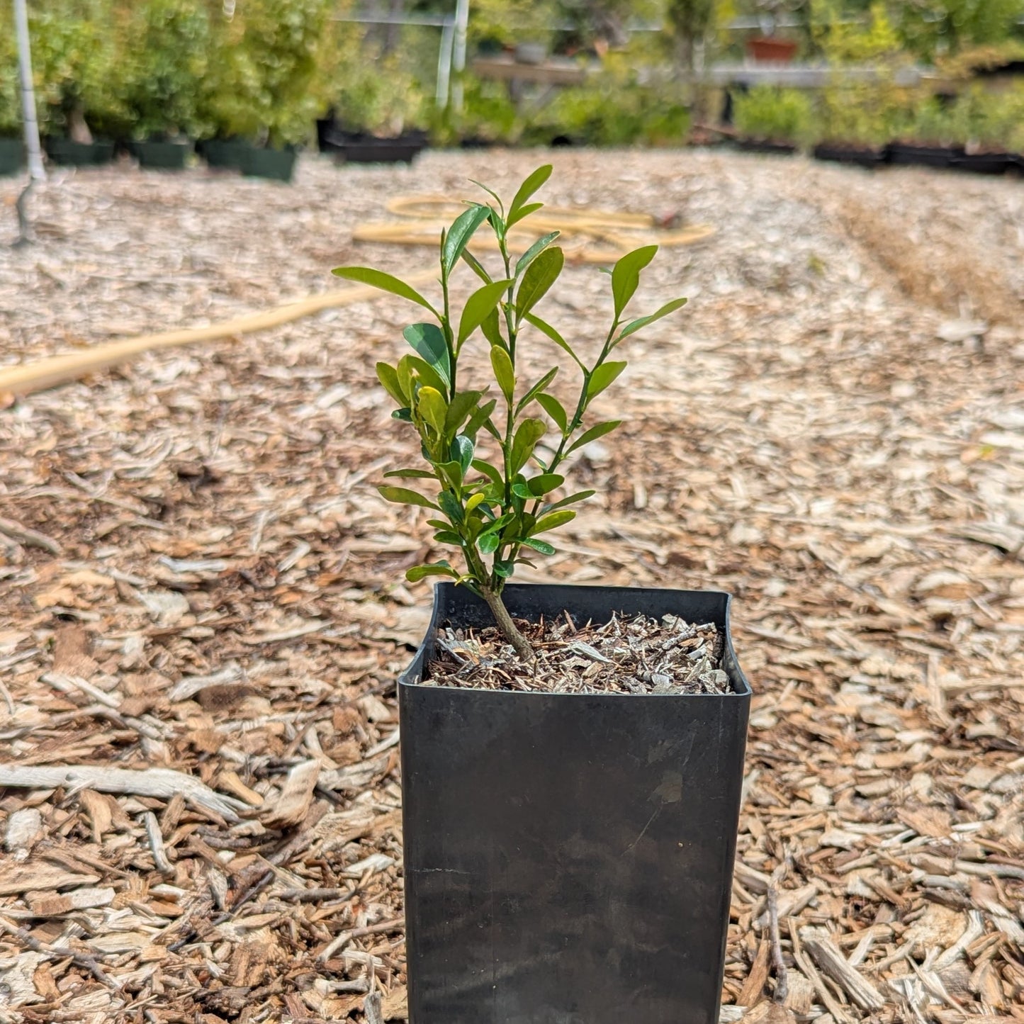 Fortunella hindsii, Pea Kumquat