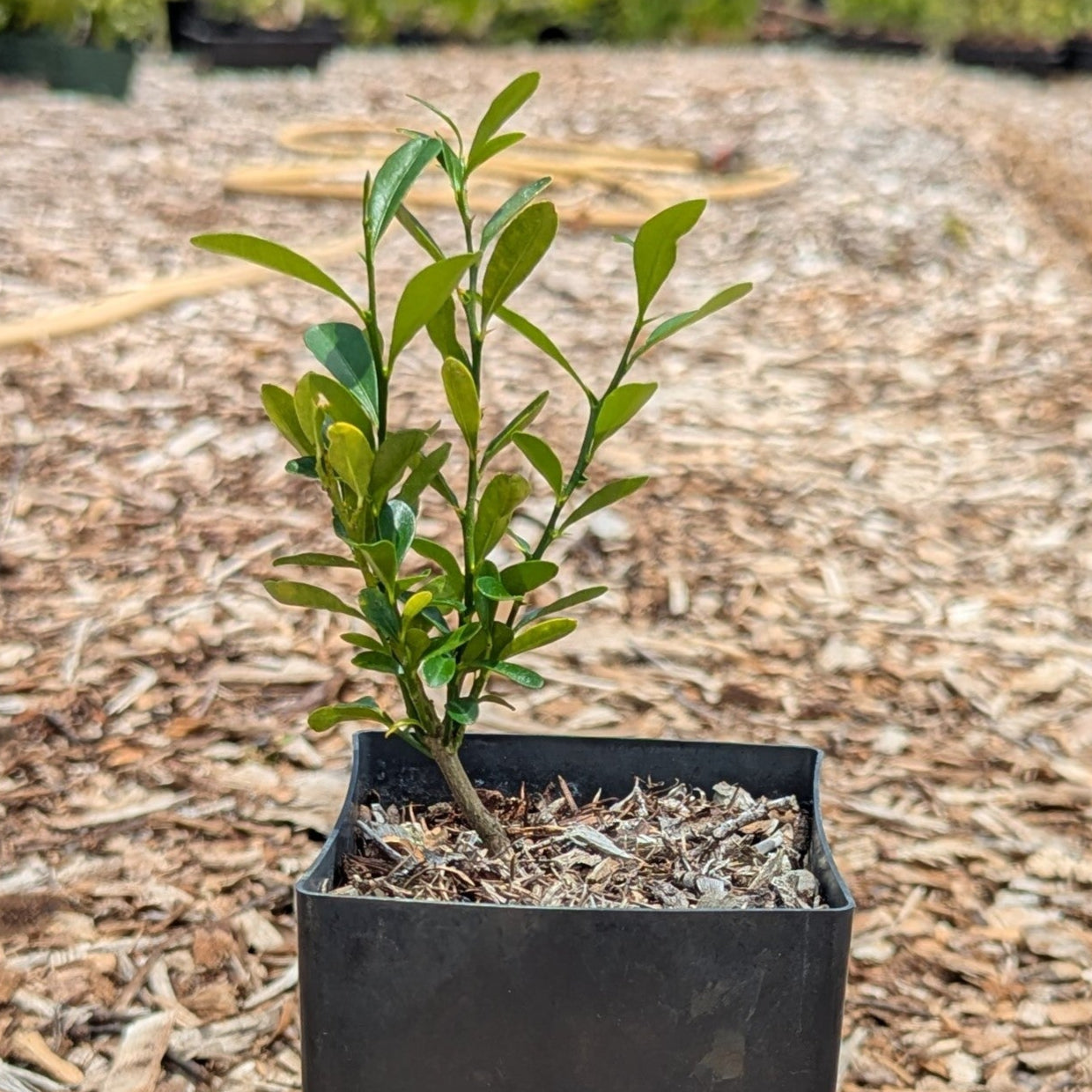 Fortunella hindsii, Pea Kumquat