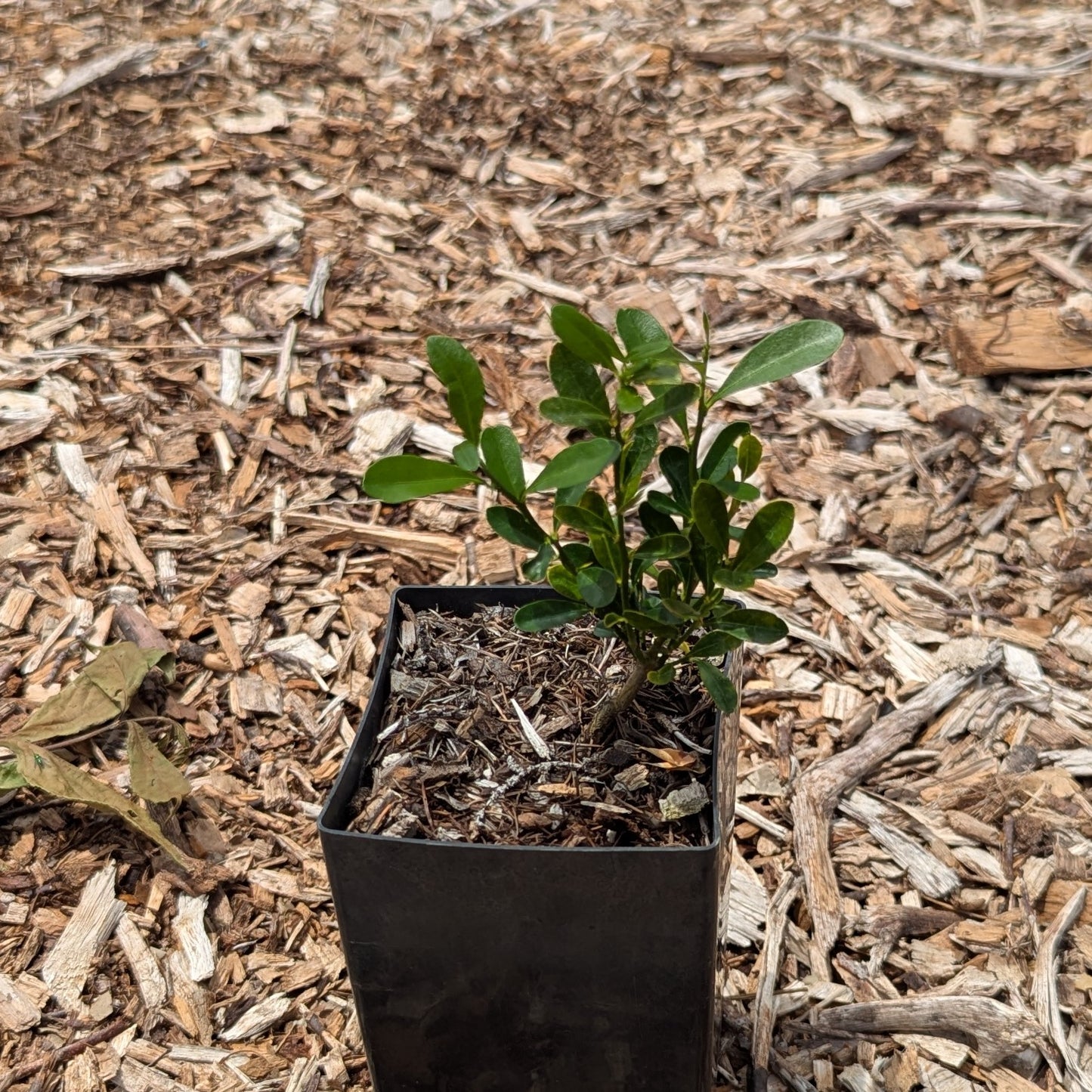 Fortunella hindsii, Pea Kumquat