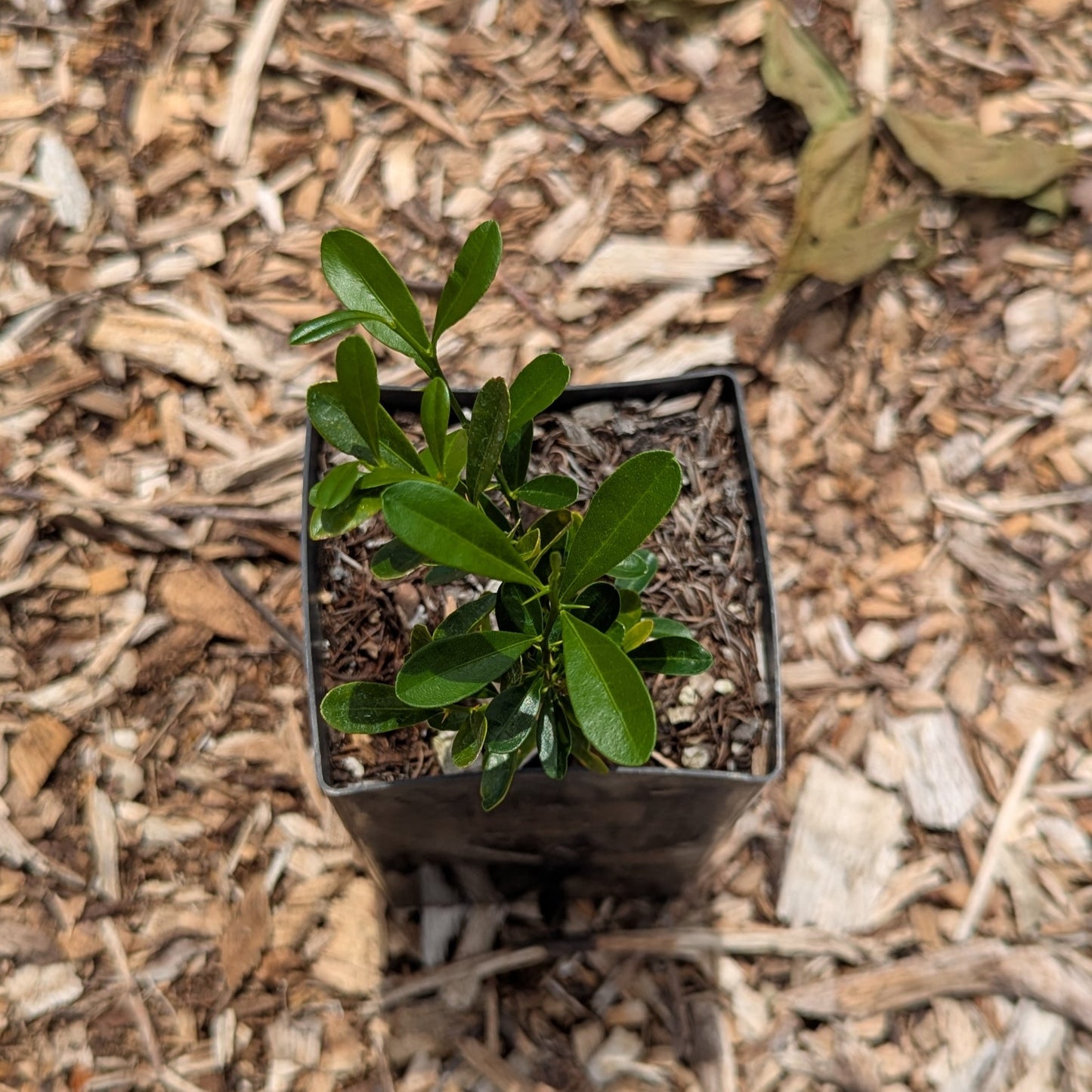 Fortunella hindsii, Pea Kumquat