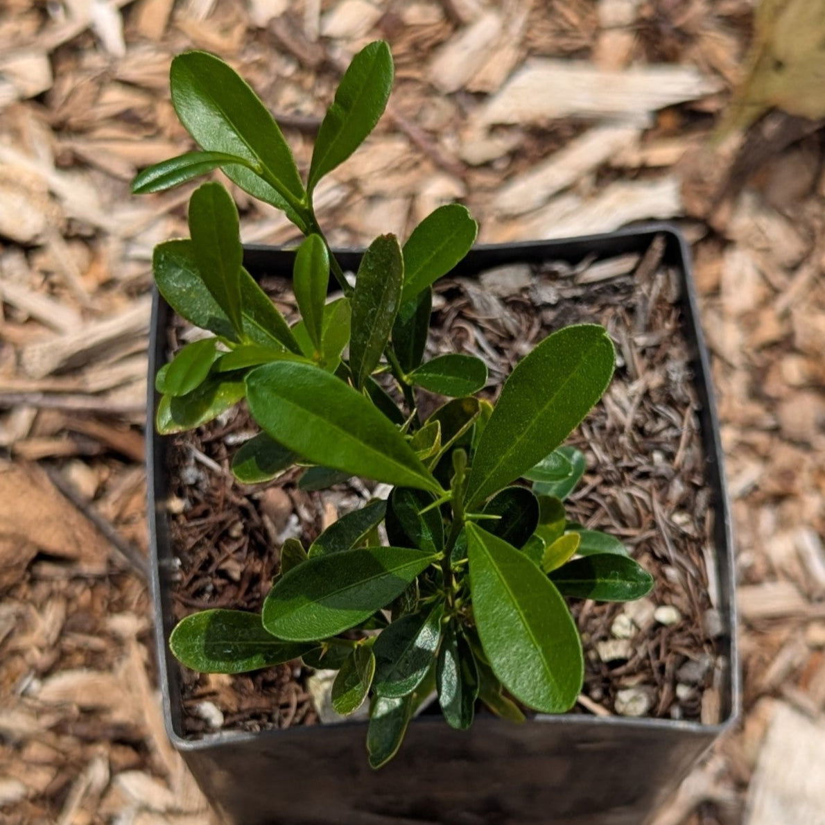 Fortunella hindsii, Pea Kumquat