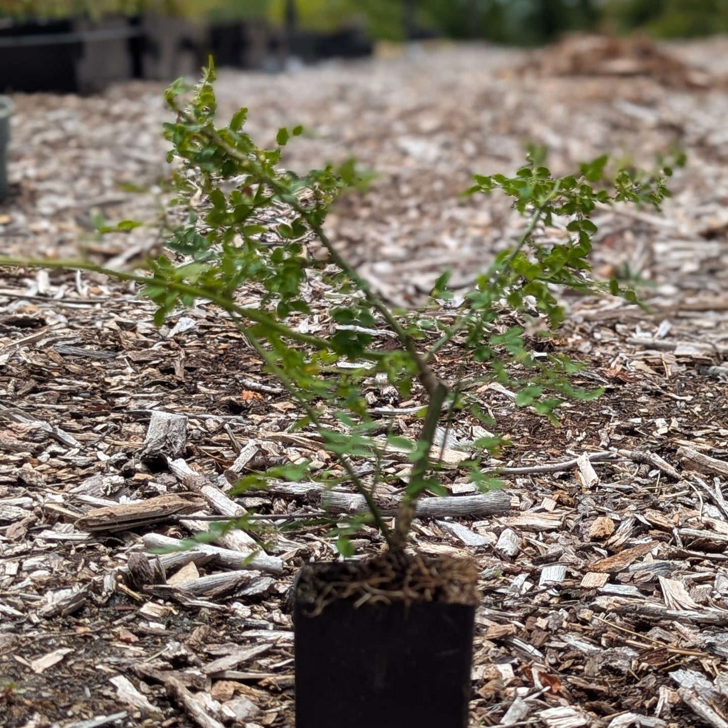 Jasminum parkeri