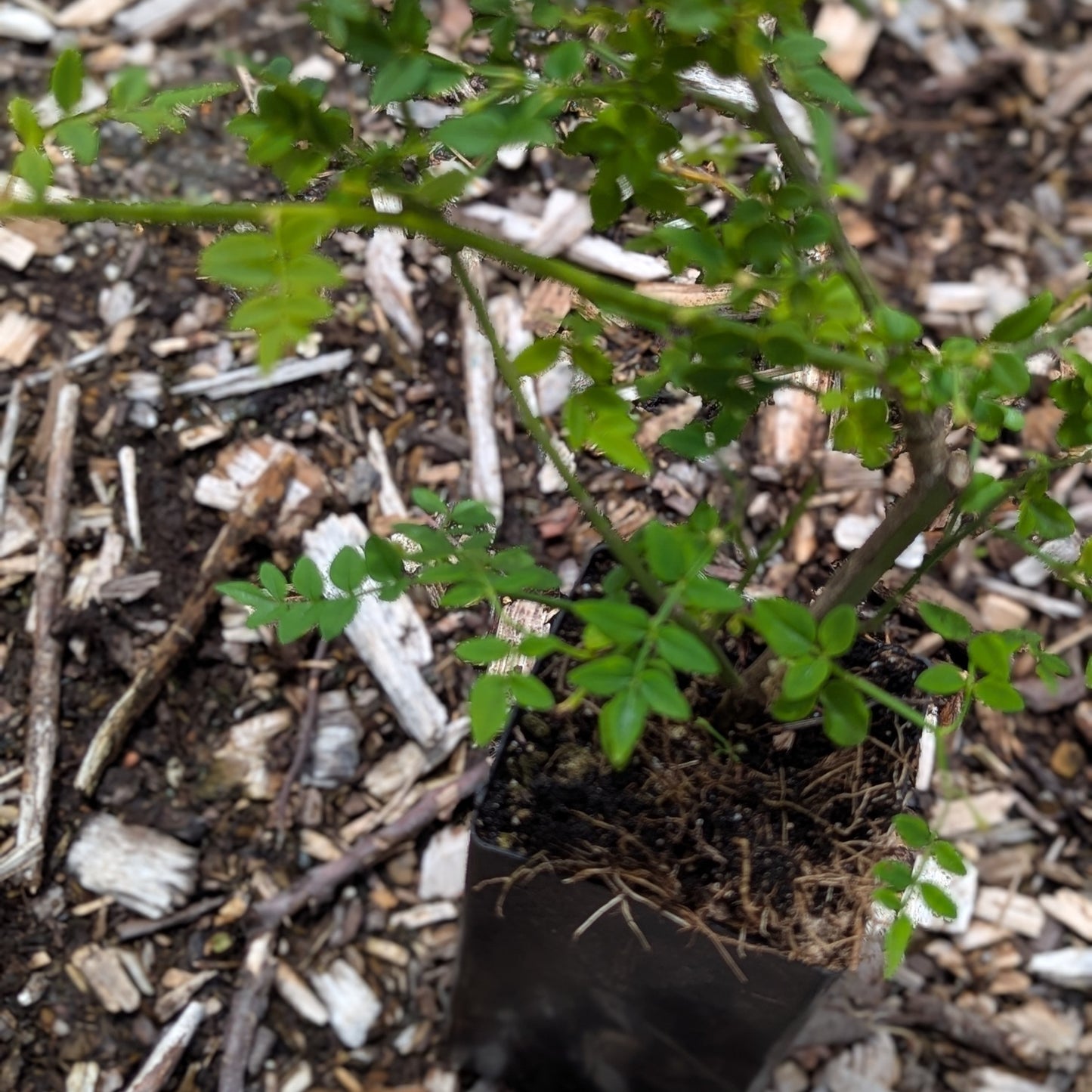Jasminum parkeri