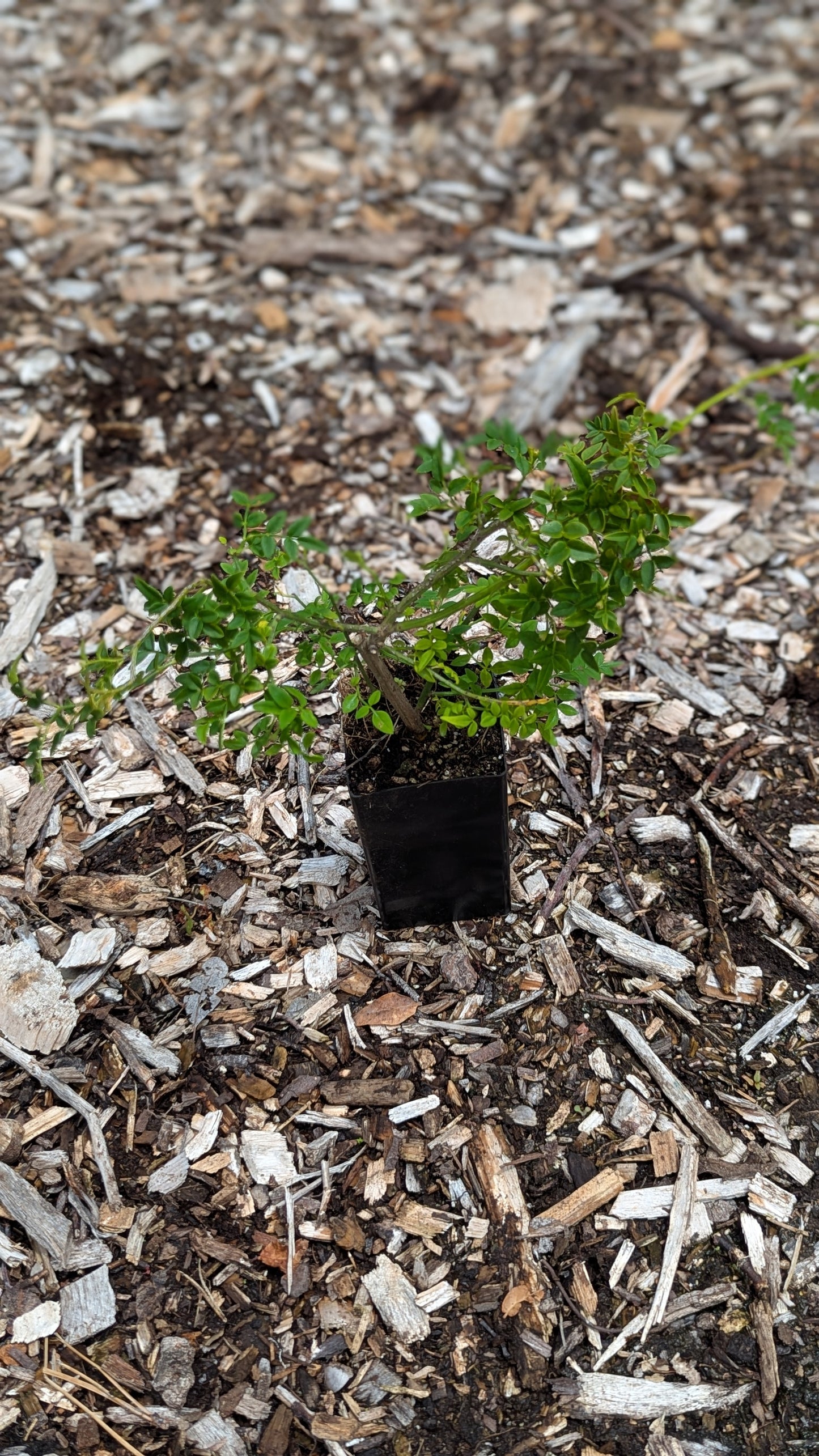 Jasminum parkeri