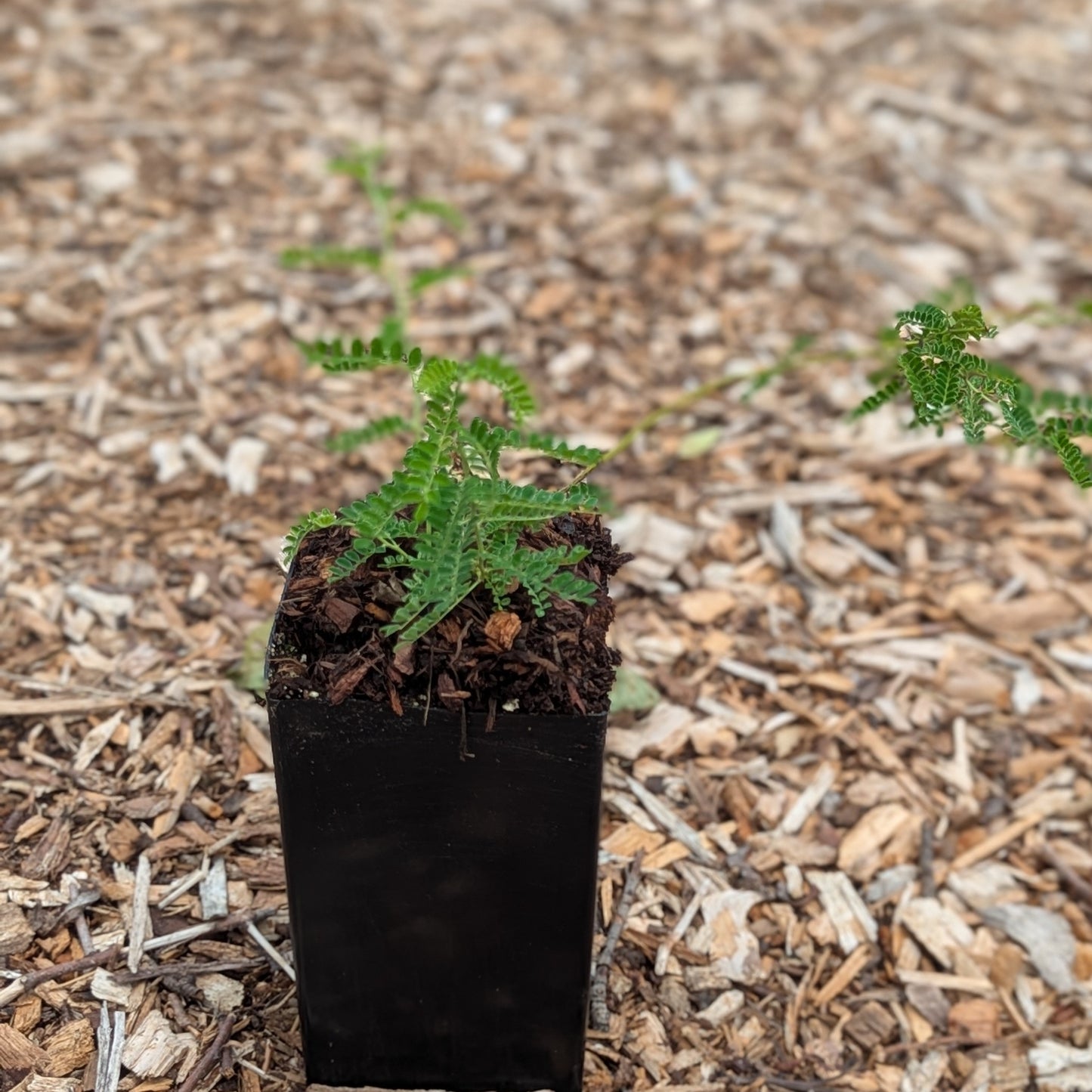 Sophora davidii, Japanese Pagoda Tree