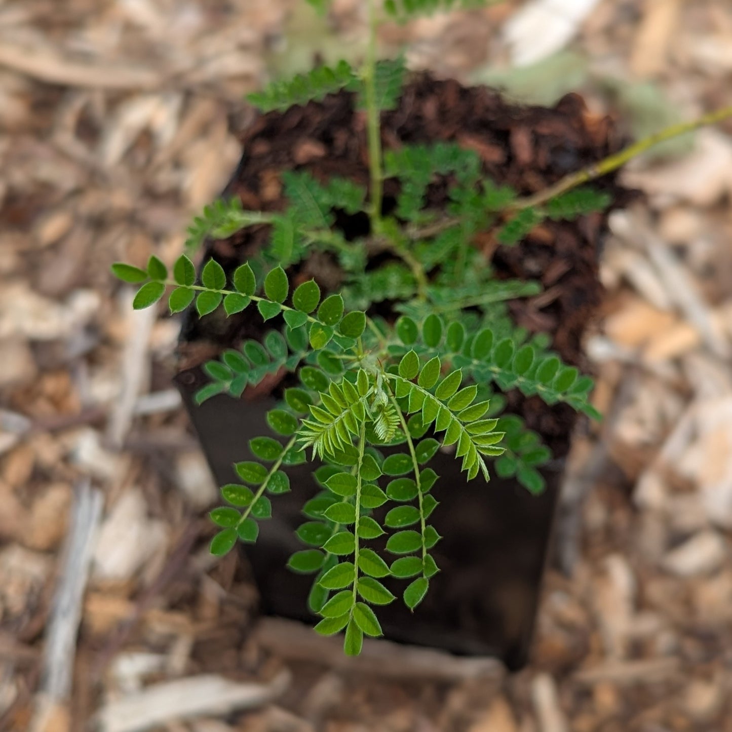 Sophora davidii, Japanese Pagoda Tree