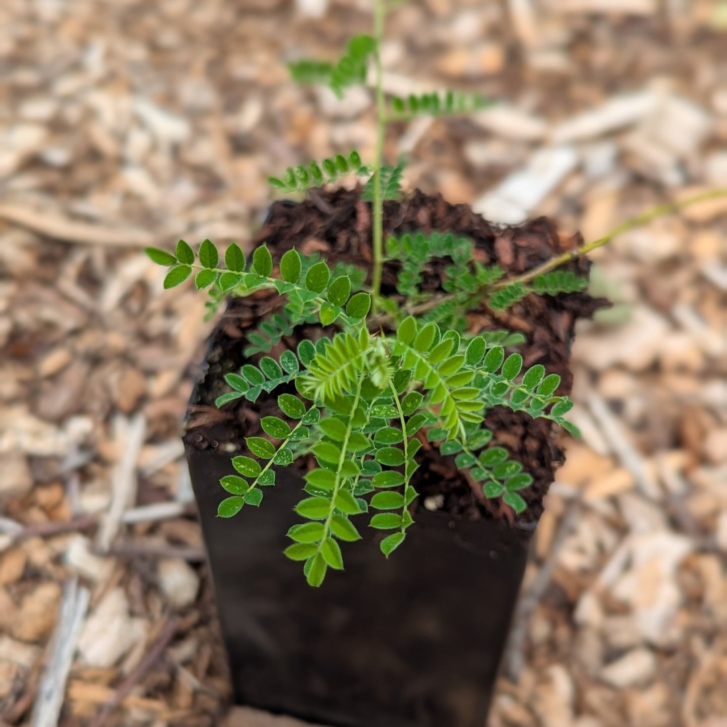 Sophora davidii, Japanese Pagoda Tree