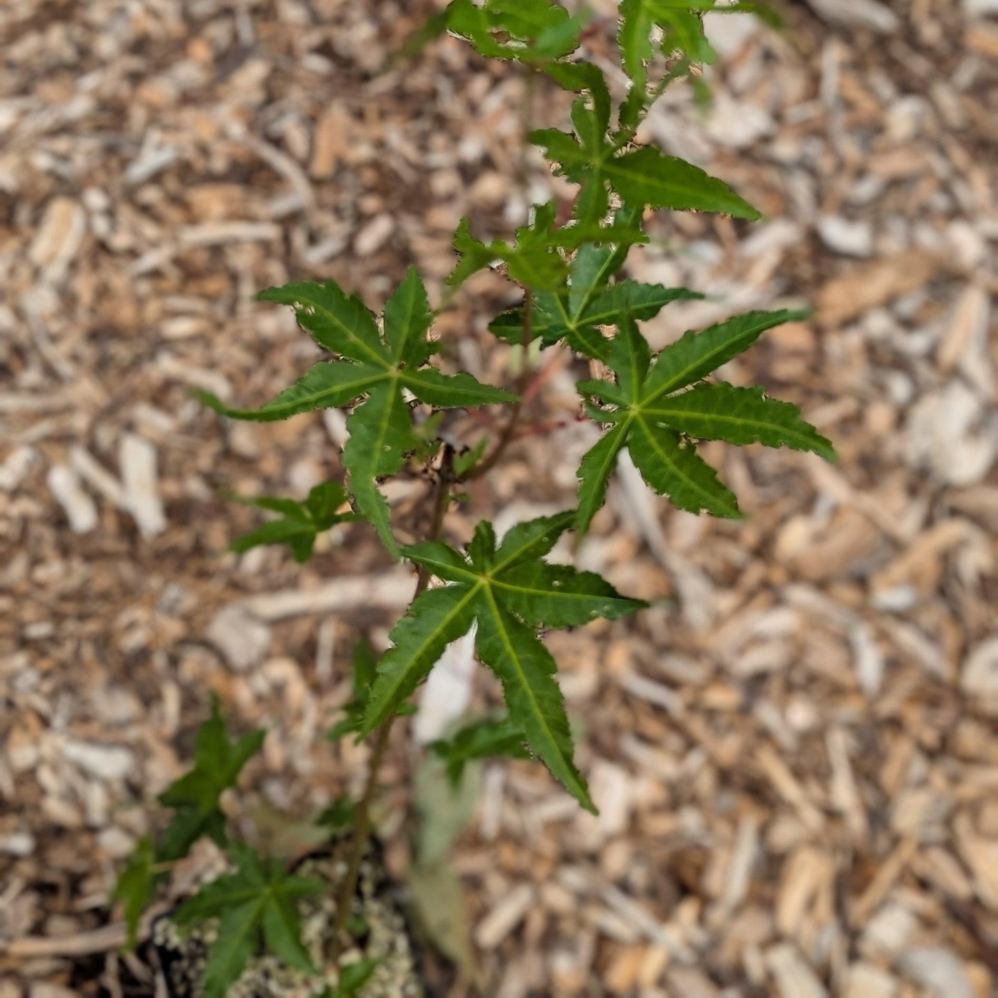 Japanese Maple
