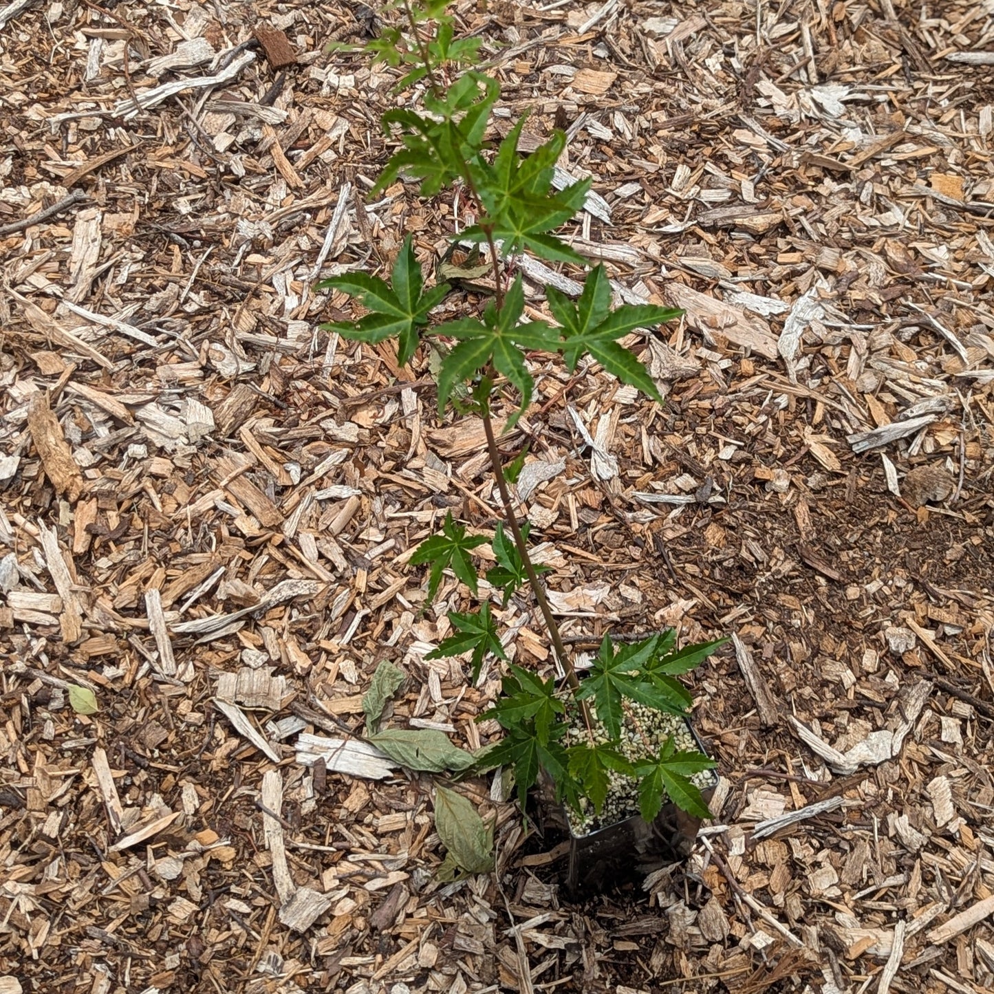 Japanese Maple