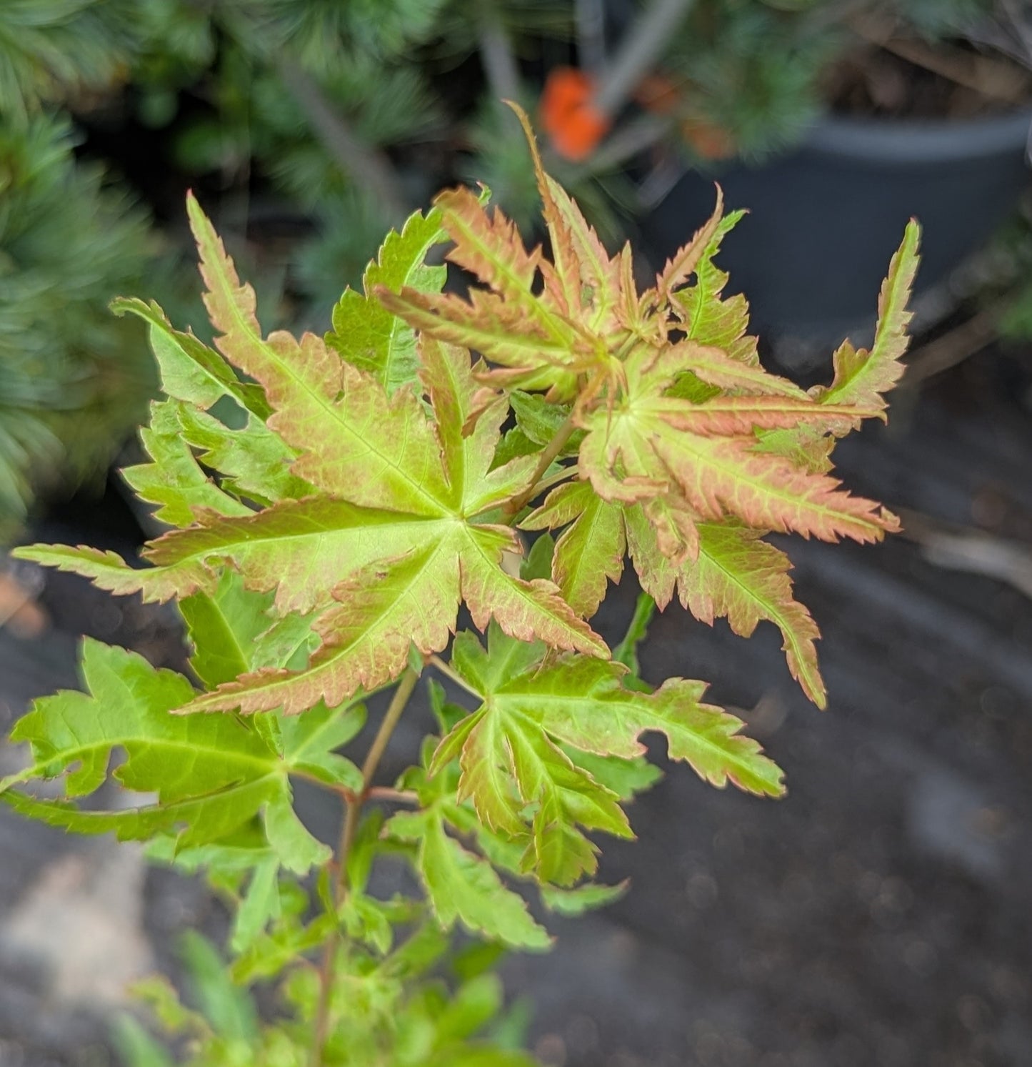 Japanese Maple