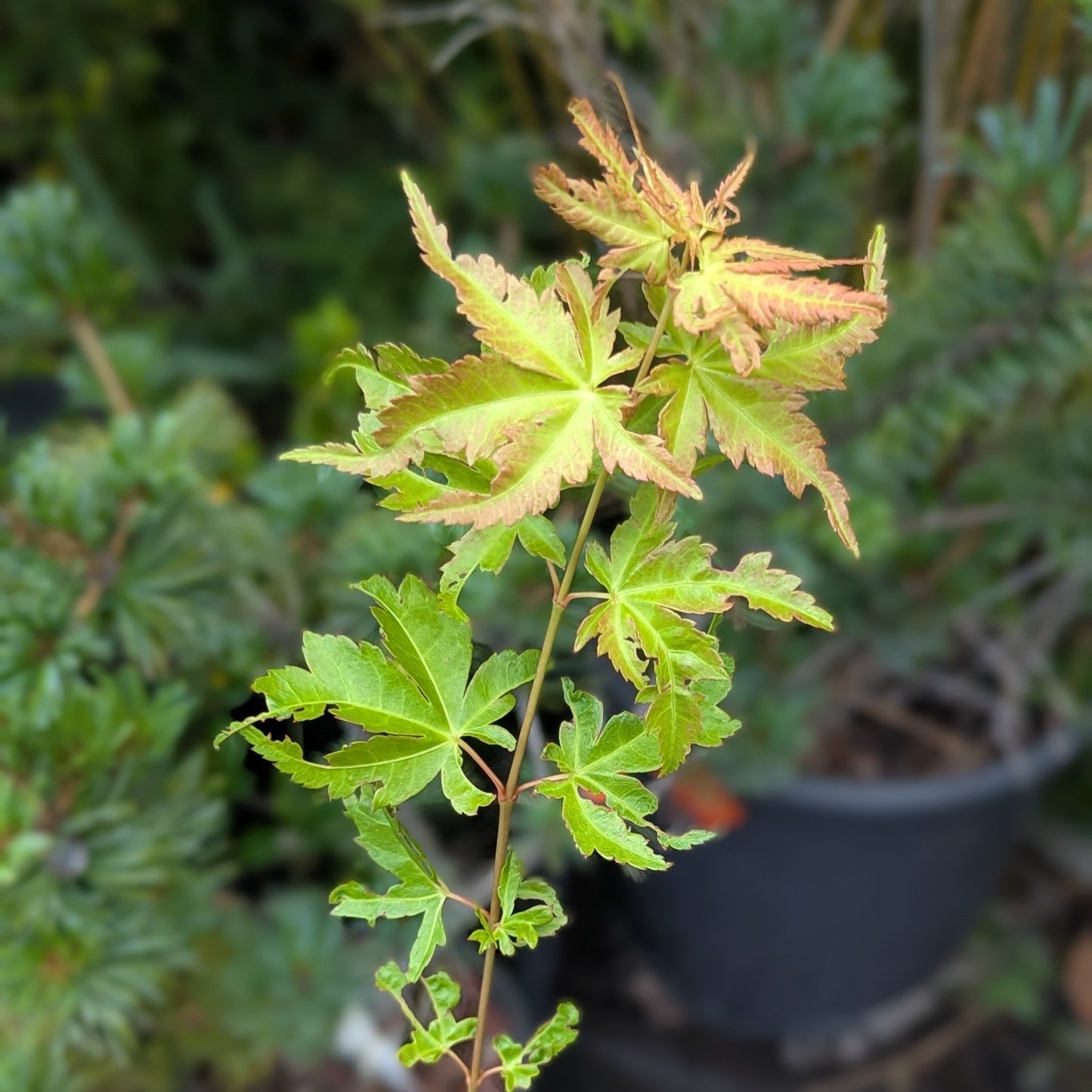 Japanese Maple