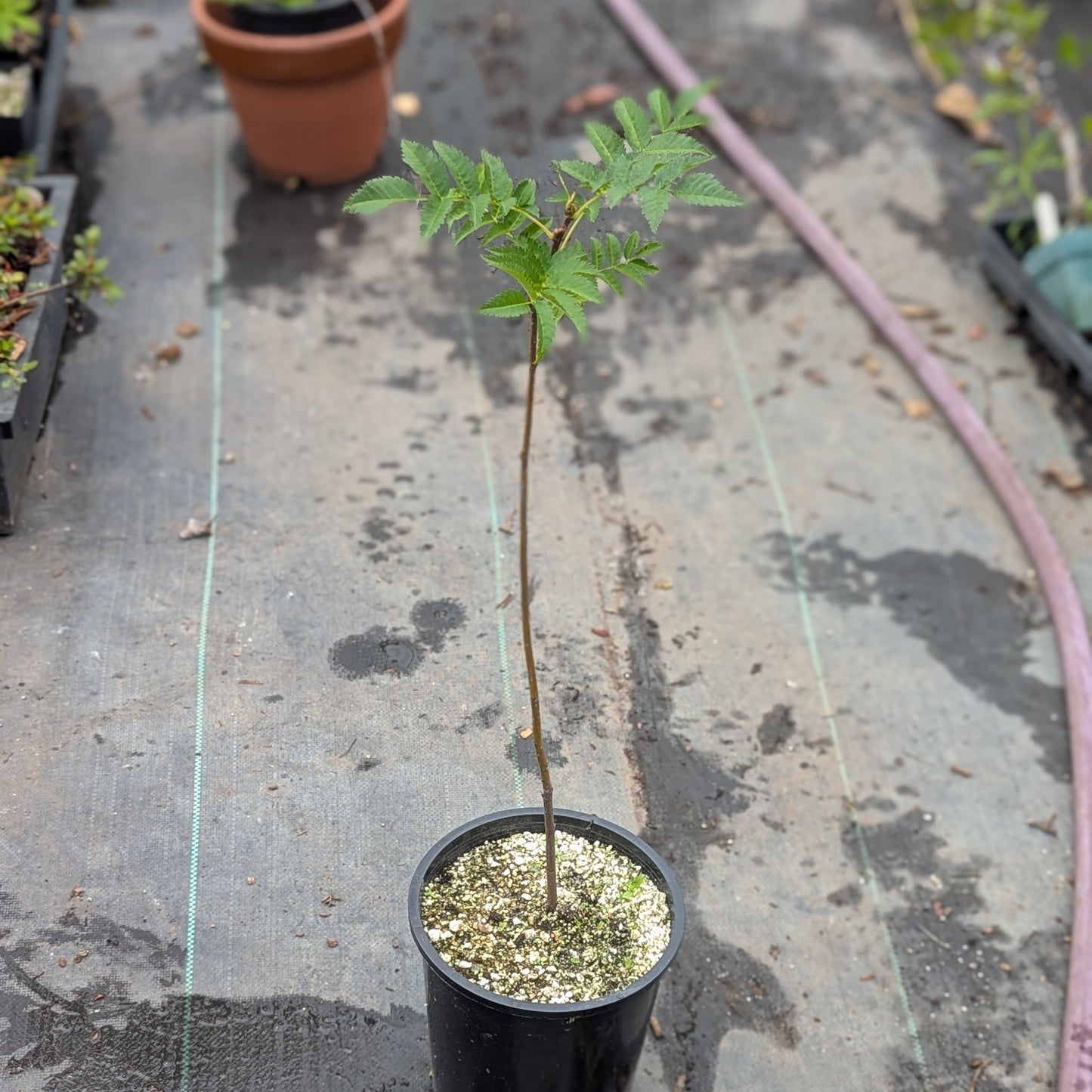 Japanese Rowan