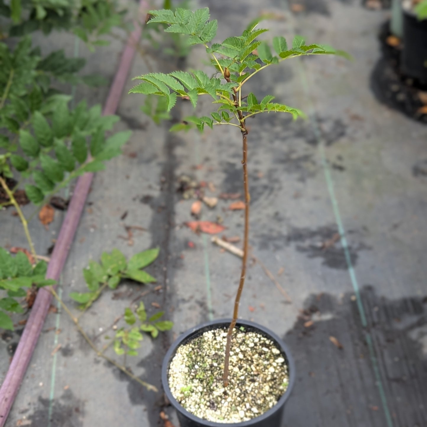 Japanese Rowan