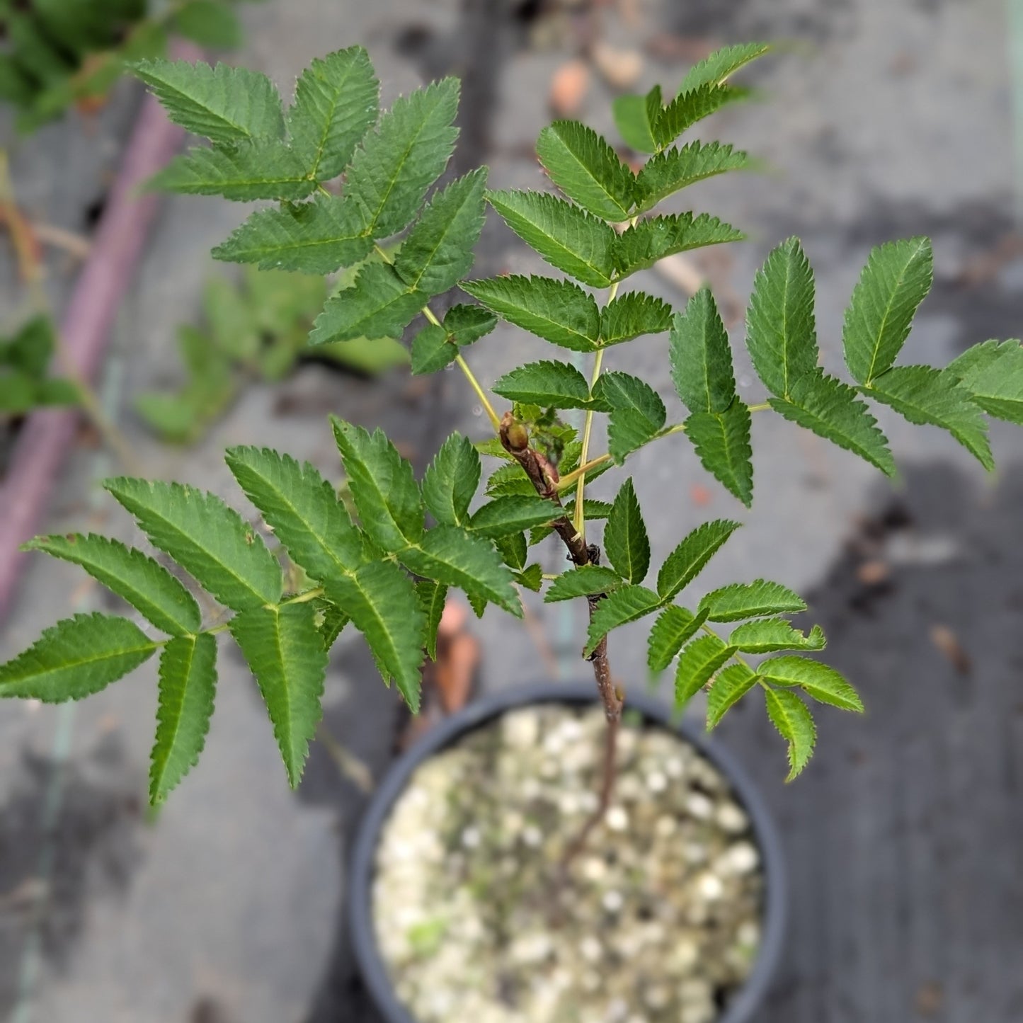 Japanese Rowan