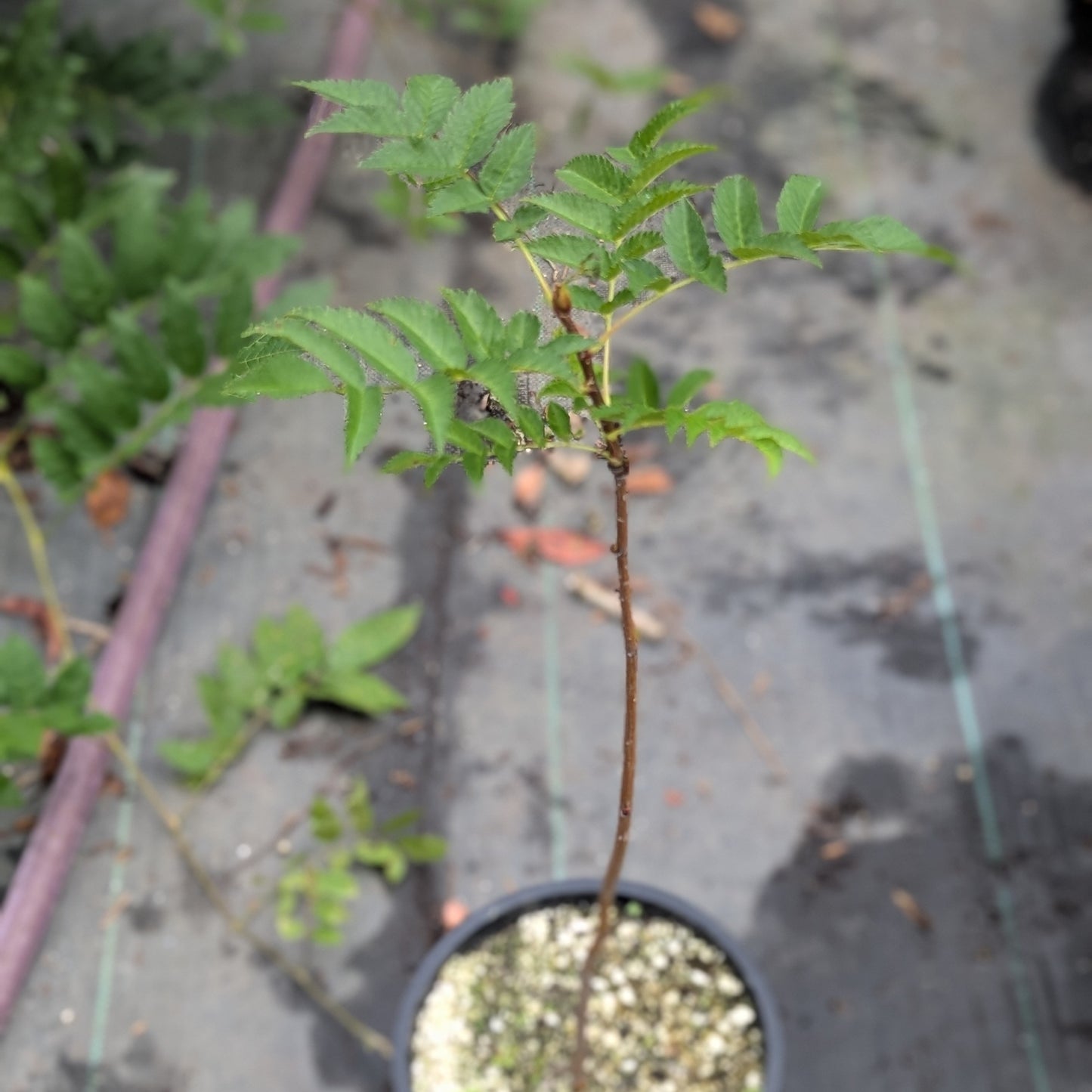 Japanese Rowan